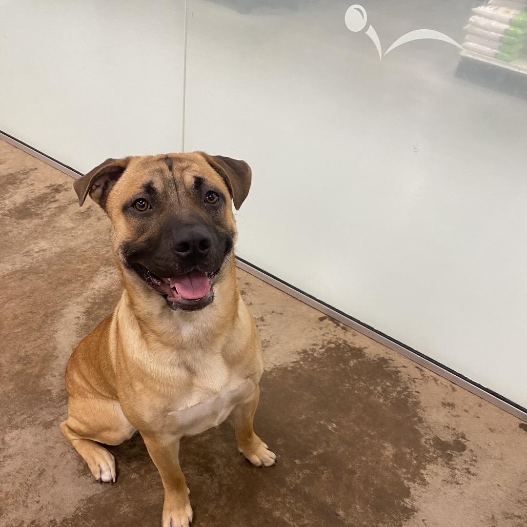 Enlarge Wally, a Adoptable Mixed Breed in Spokane, WA image 1/6