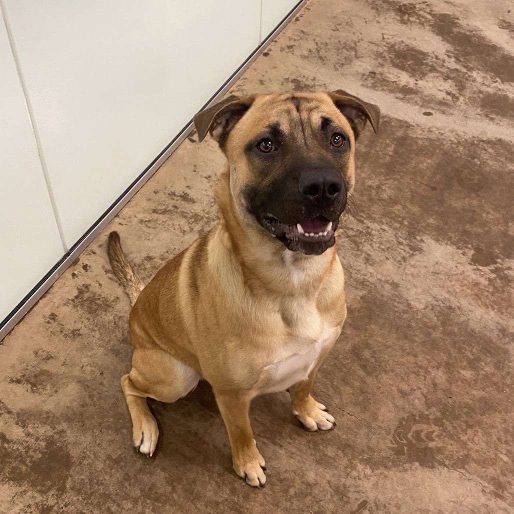 Enlarge Wally, a Adoptable Mixed Breed in Spokane, WA image 2/6