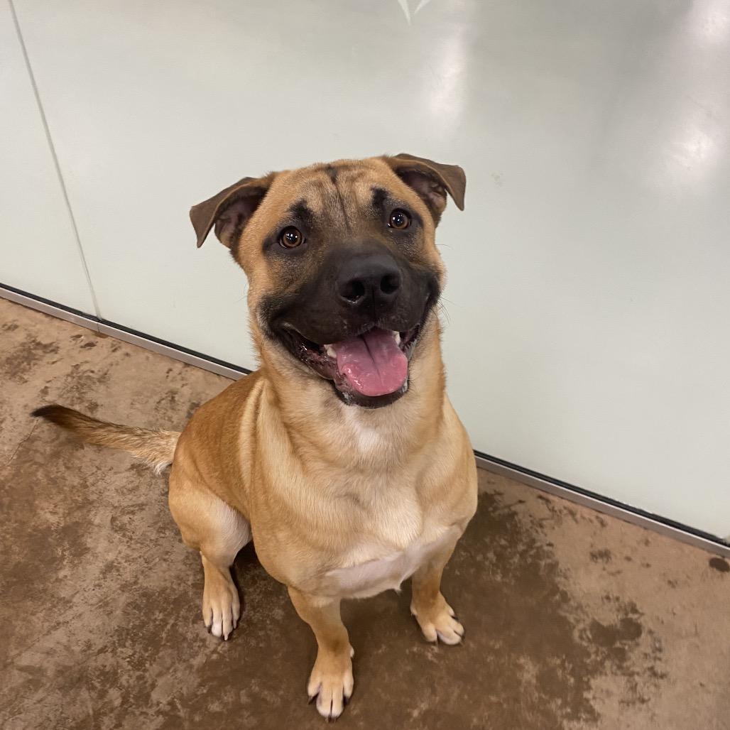 Enlarge Wally, a Adoptable Mixed Breed in Spokane, WA image 3/6