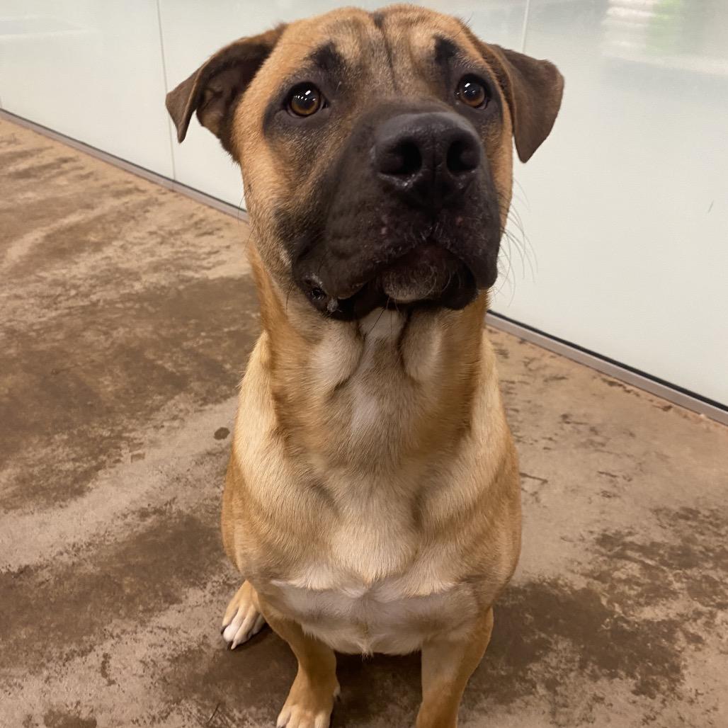 Enlarge Wally, a Adoptable Mixed Breed in Spokane, WA image 6/6