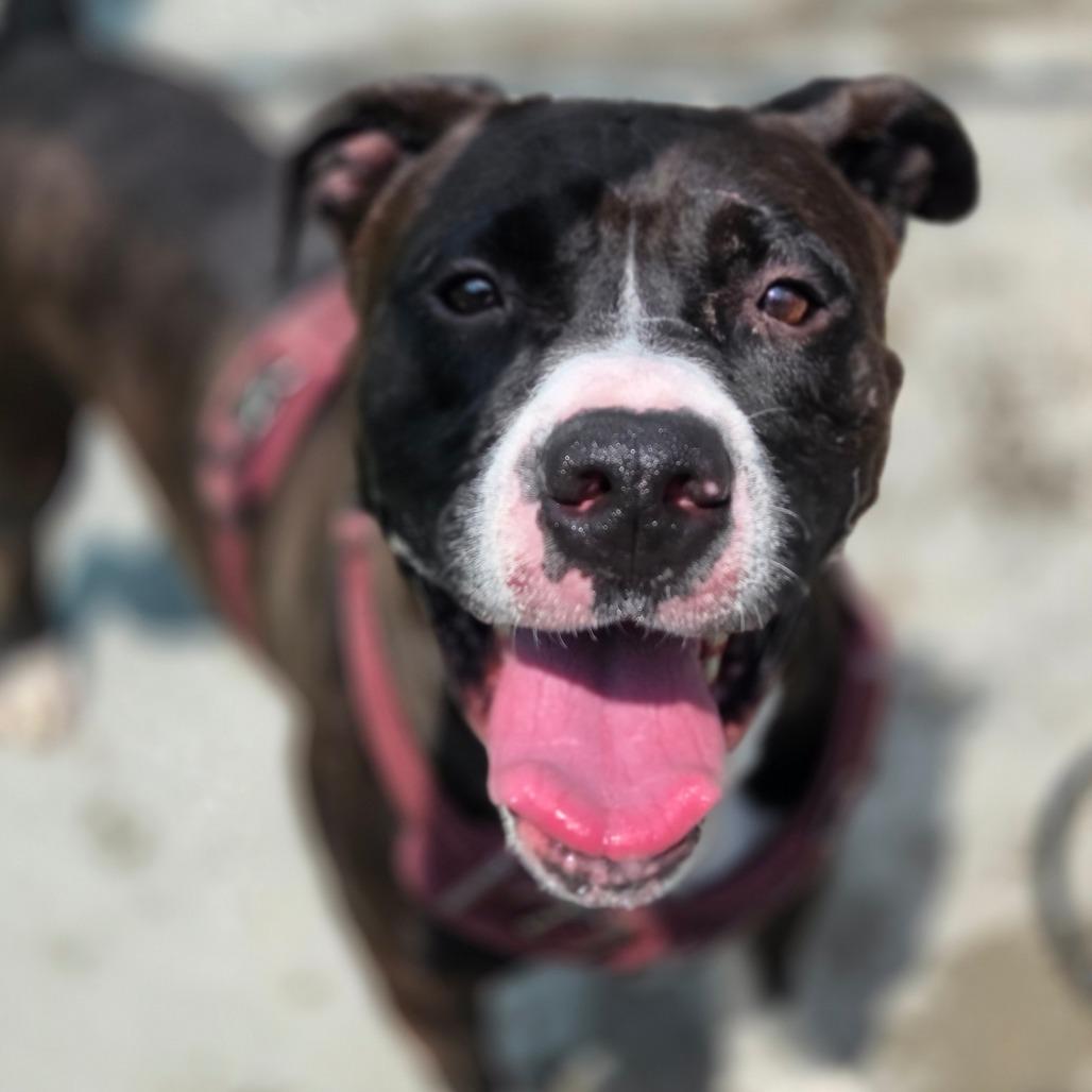 Baby Eros, Adoptable, Adult Male Mixed Breed.