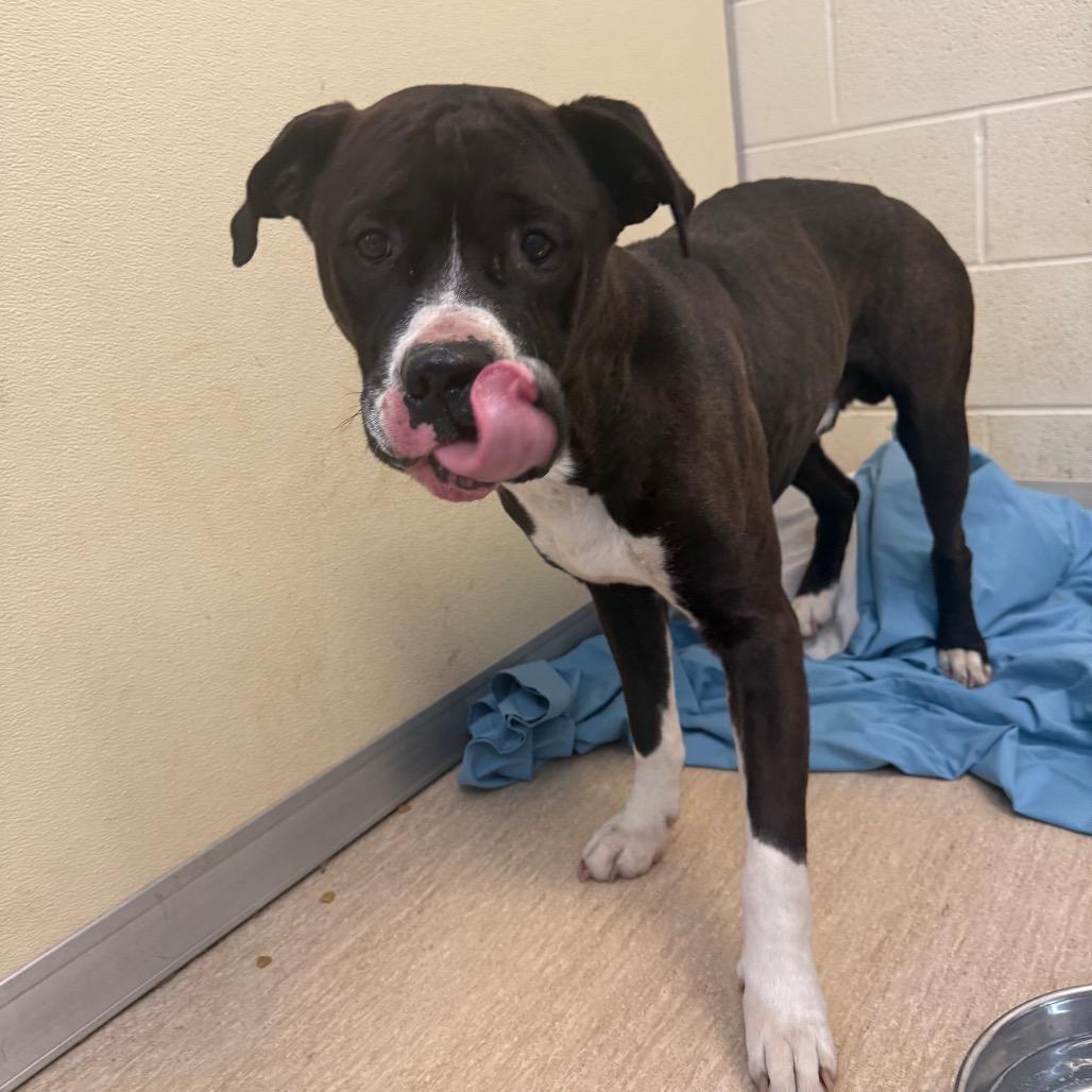 Enlarge Baby Eros, a Adoptable Mixed Breed in Red House, WV image 1/1