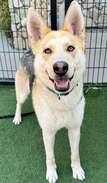 Enlarge WINSLOW, a Adoptable German Shepherd Dog in Sacramento, CA image 1/1