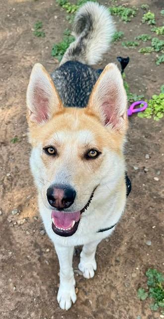 WINSLOW, Adoptable, Young Male German Shepherd Dog.