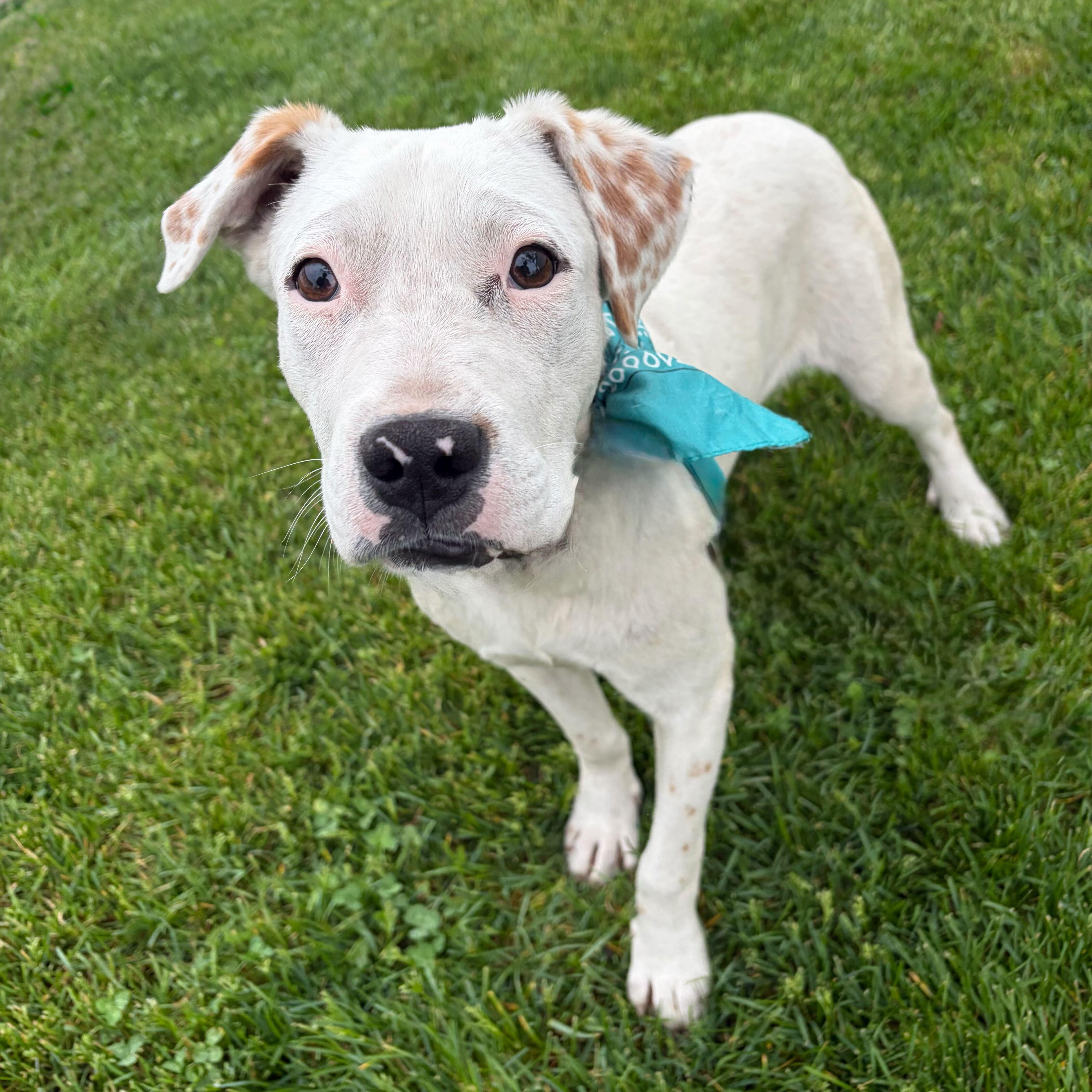 Paraplonk, Adoptable, Young Male Mixed Breed.