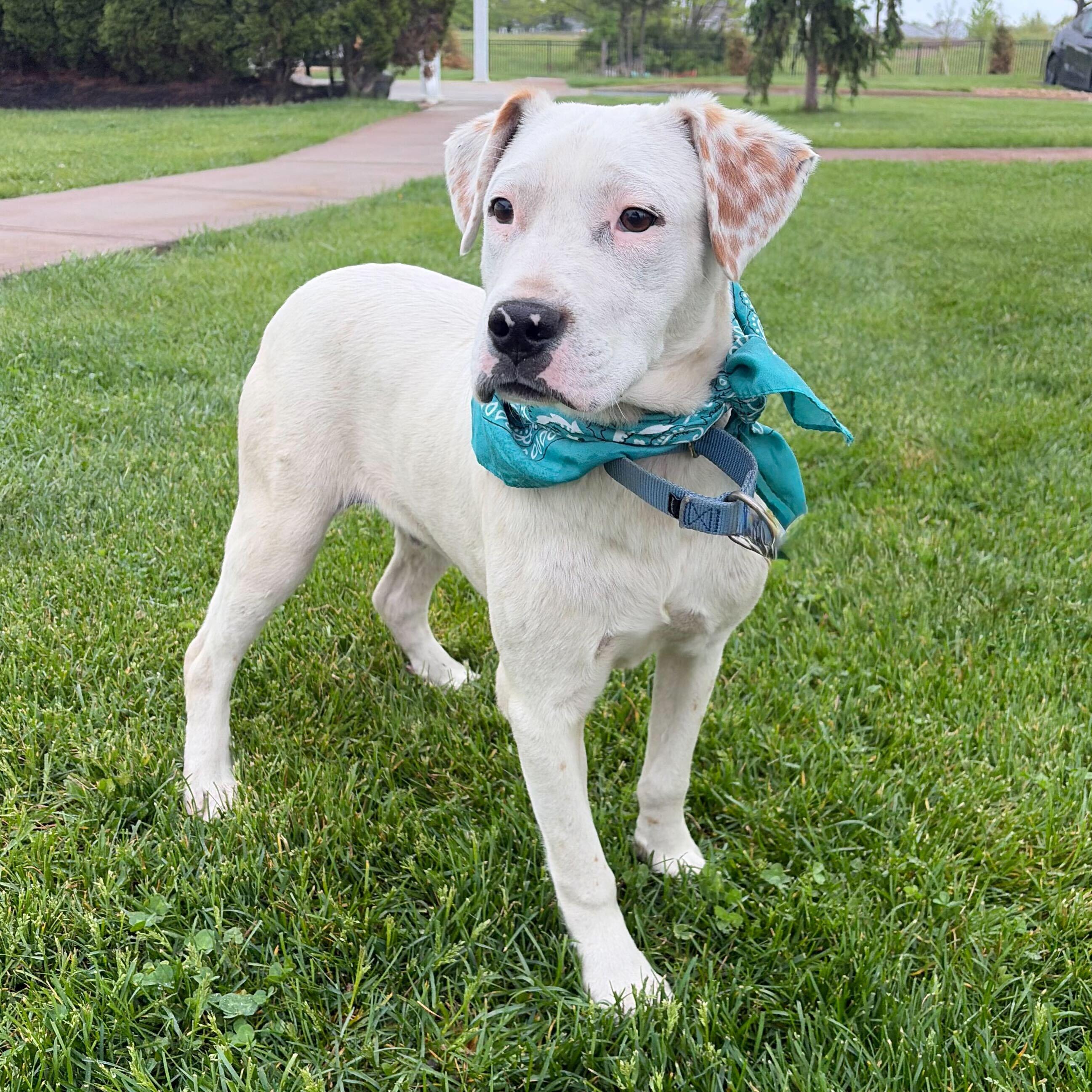 Enlarge Paraplonk, a Adoptable Mixed Breed in Canal Winchester, OH image 2/4