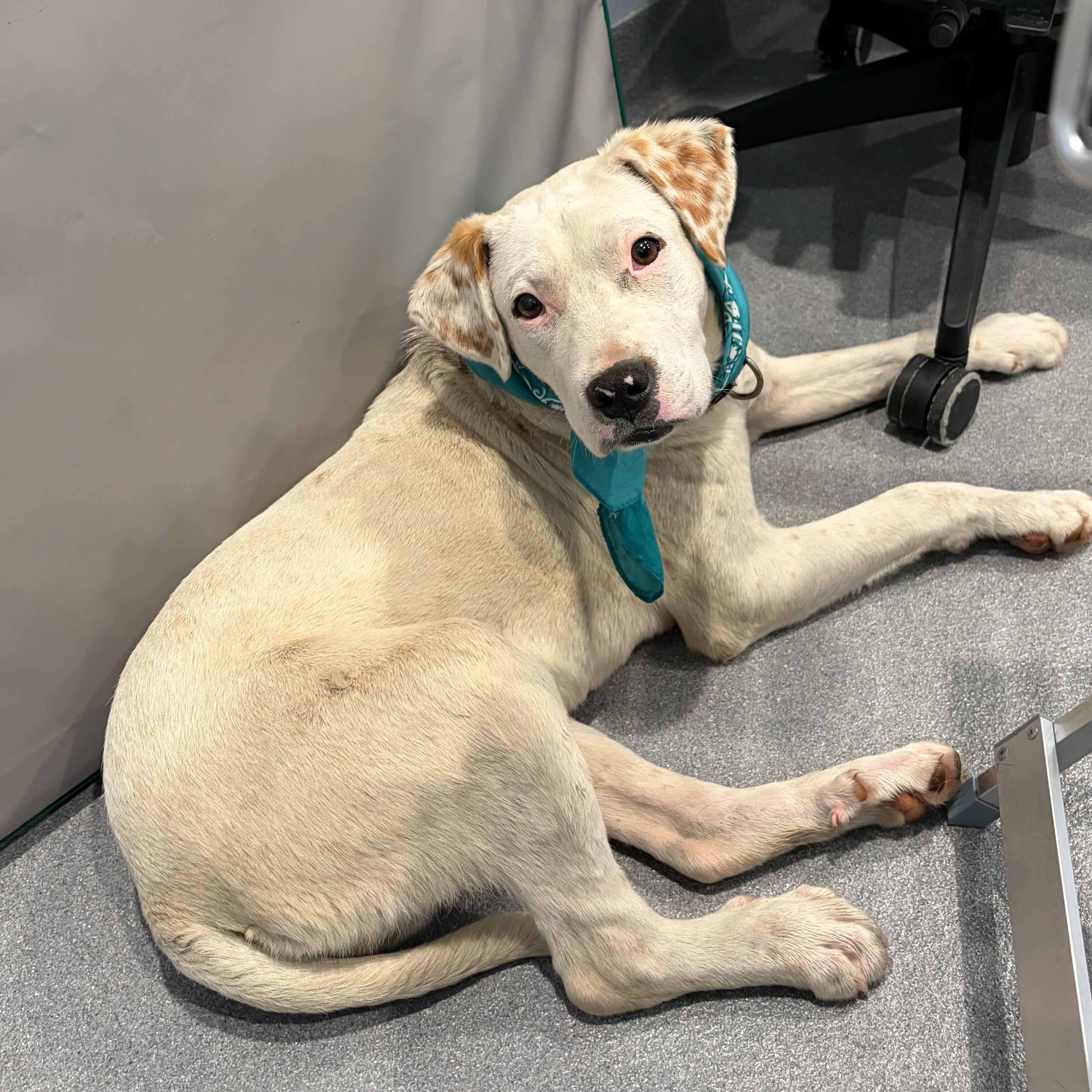 Enlarge Paraplonk, a Adoptable Mixed Breed in Canal Winchester, OH image 4/4
