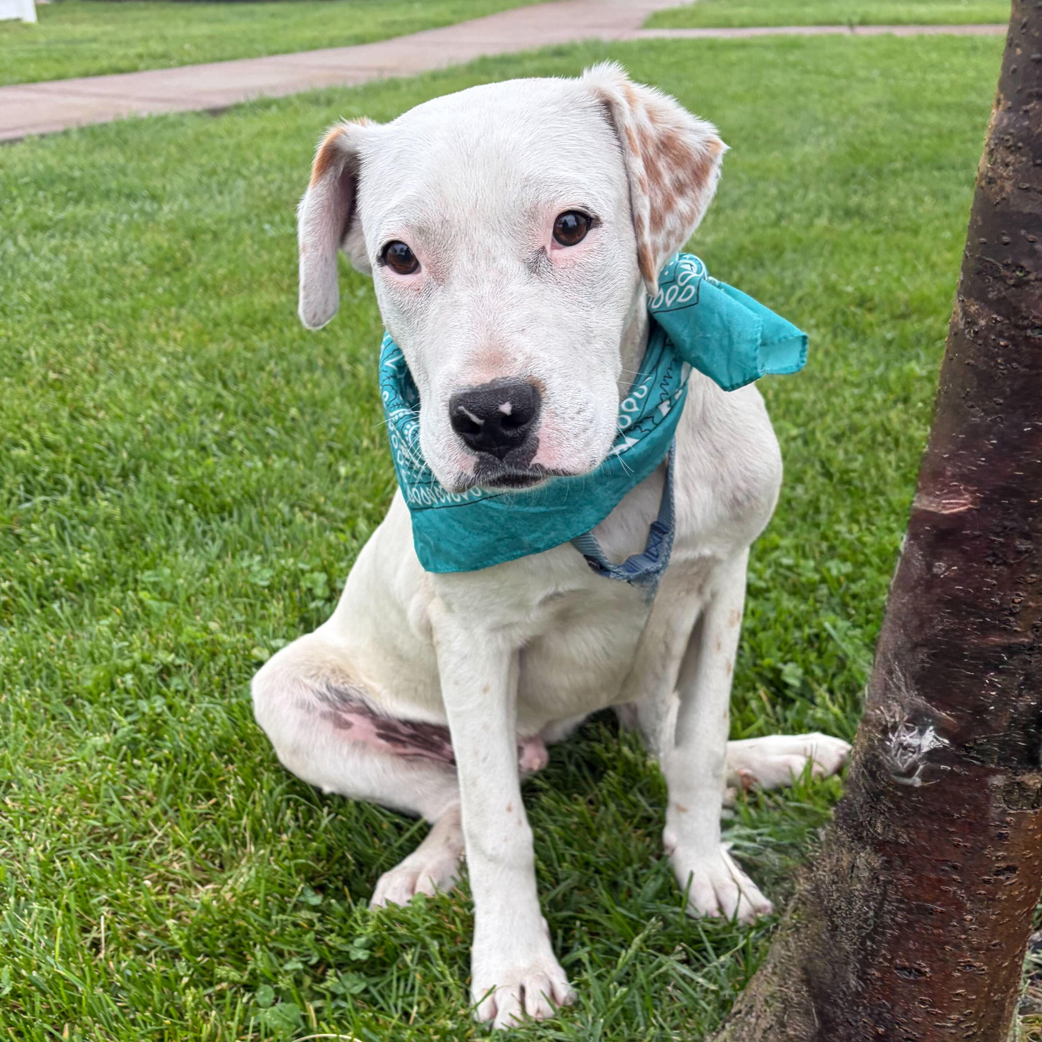 Enlarge Paraplonk, a Adoptable Mixed Breed in Canal Winchester, OH image 3/4