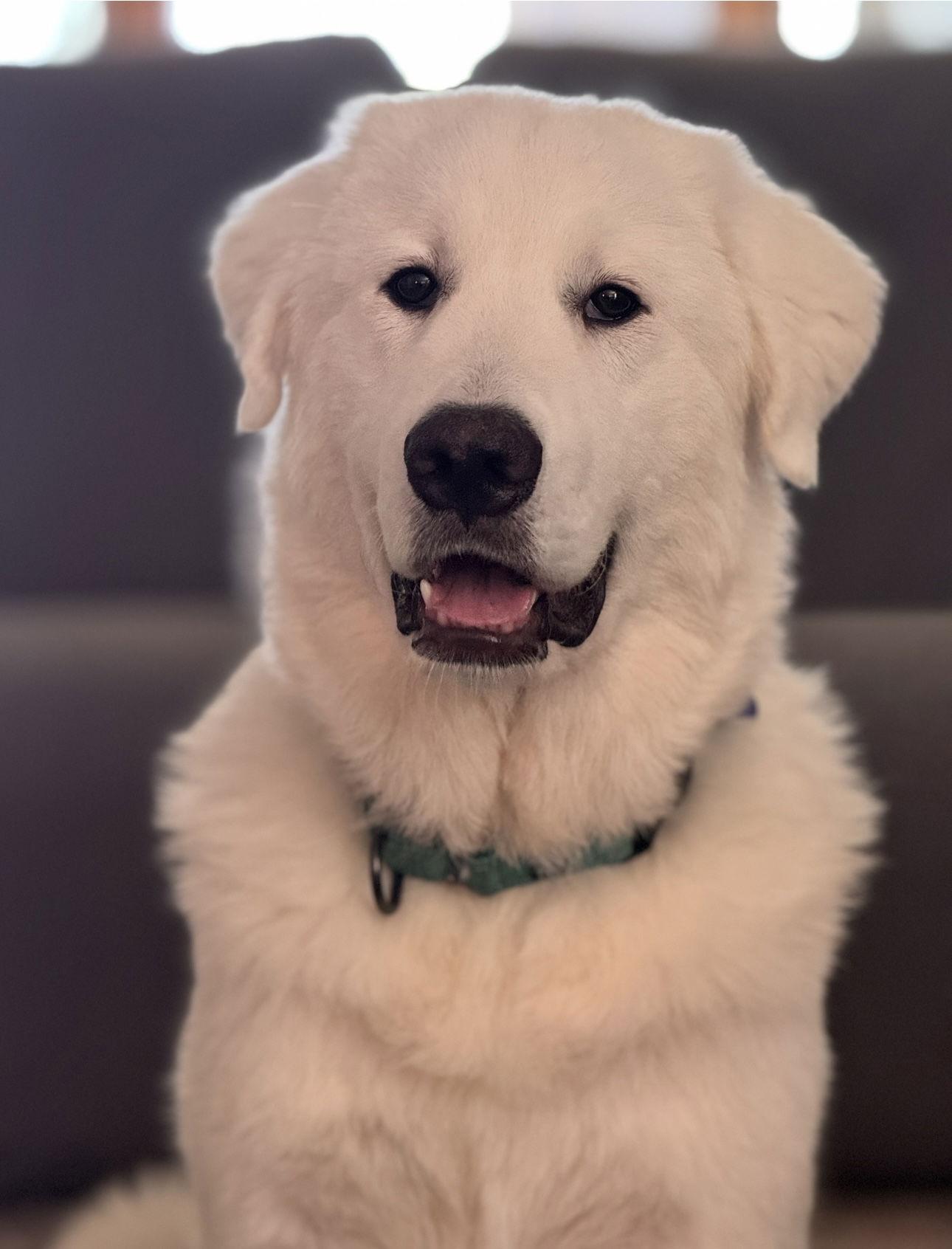 Enlarge Theo in Maine, a Adoptable Great Pyrenees in Lee, MA image 1/1