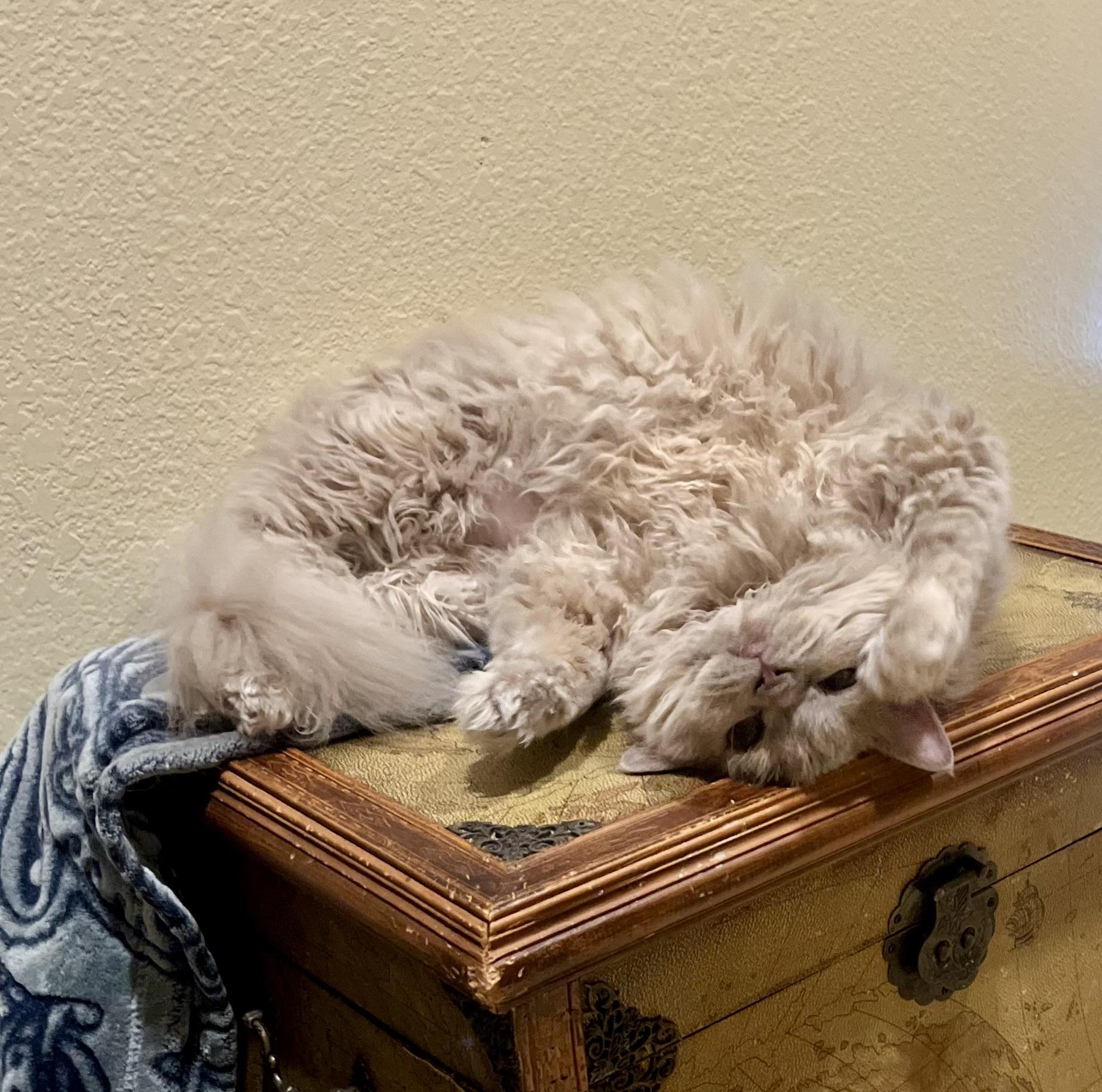 Enlarge FLURRY & EMBER, a Adoptable Persian in OshKosh, WI image 4/6