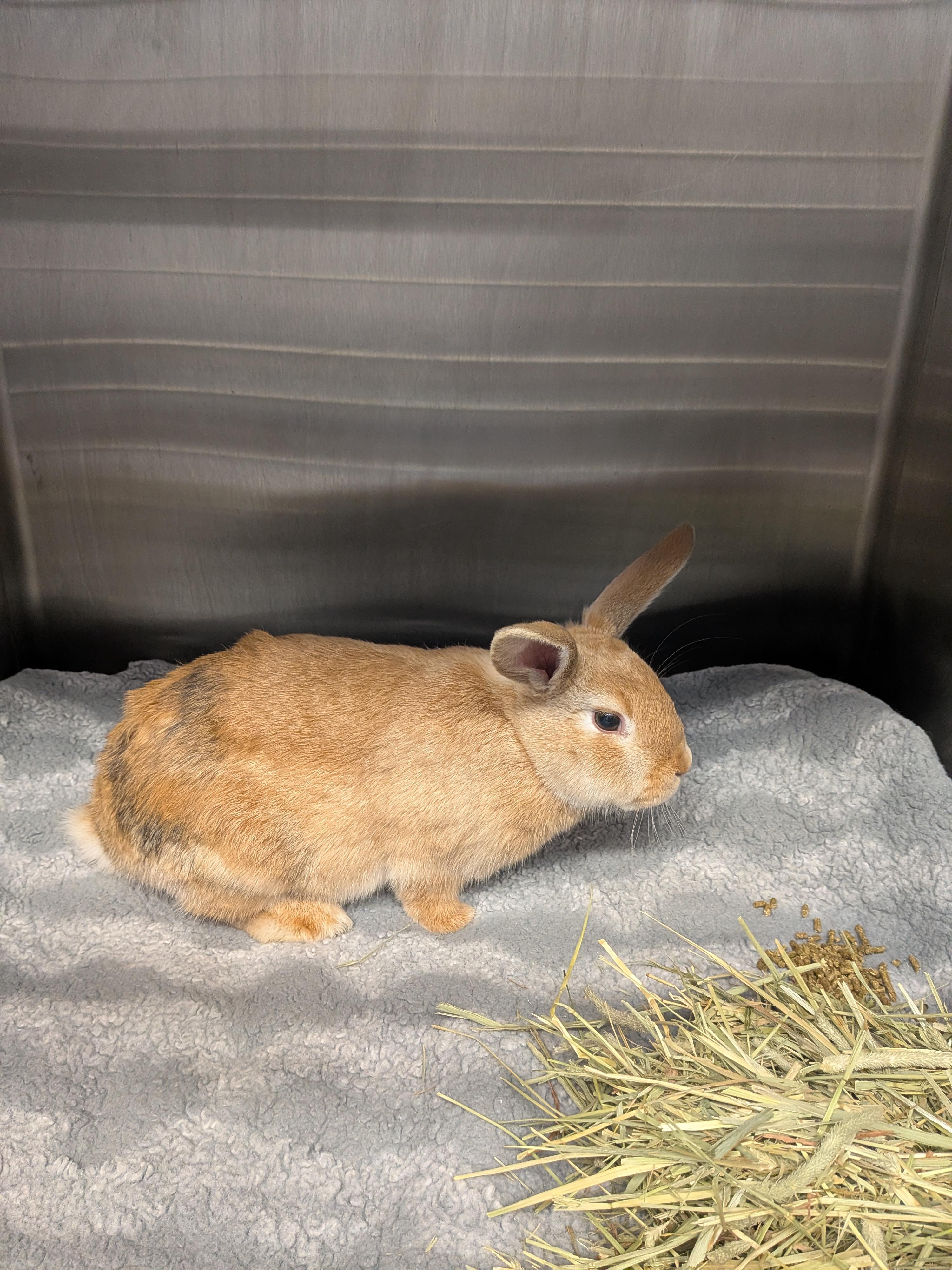 Letty, Adoptable, Young Female Satin.
