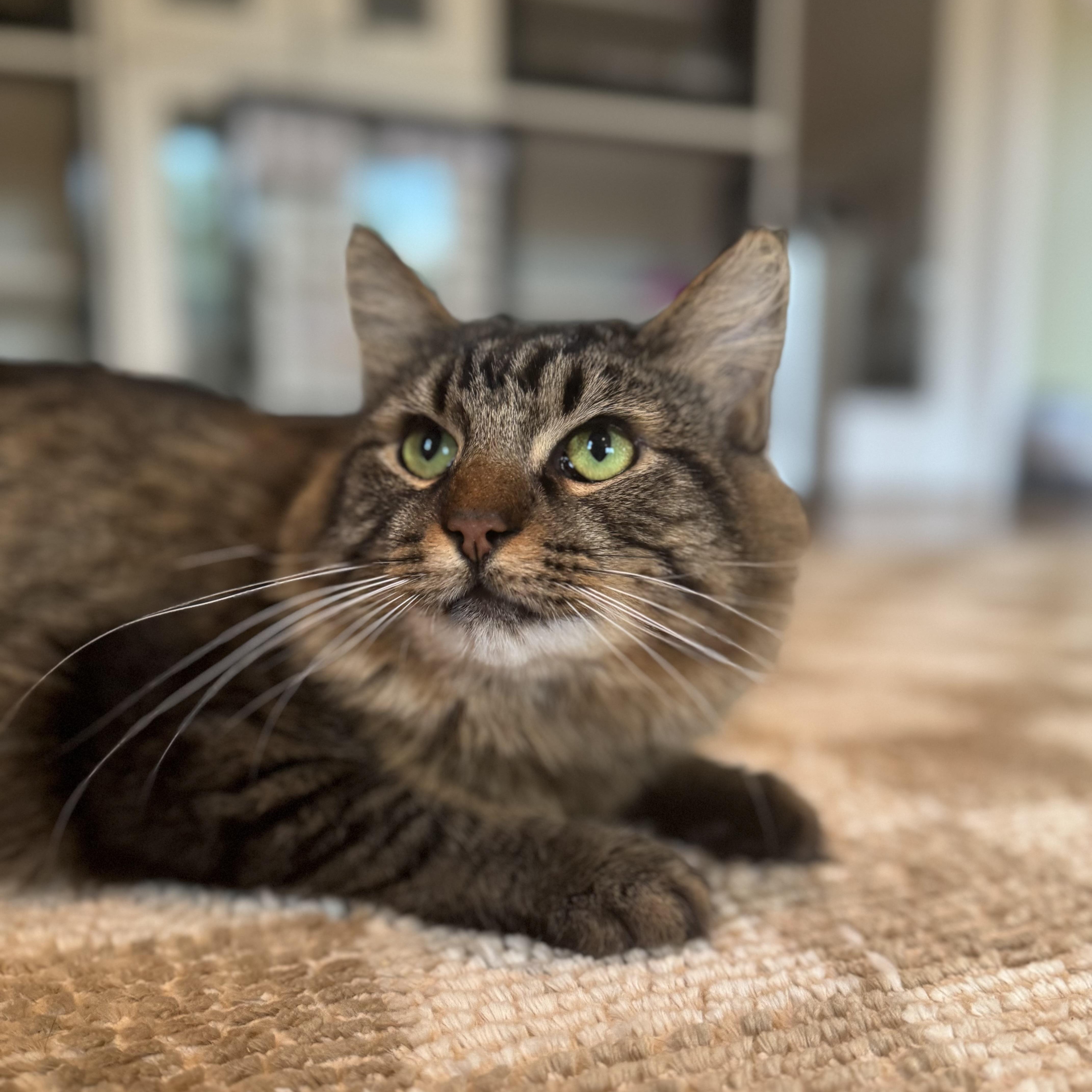 Mocha, Adoptable, Adult Male Domestic Long Hair.