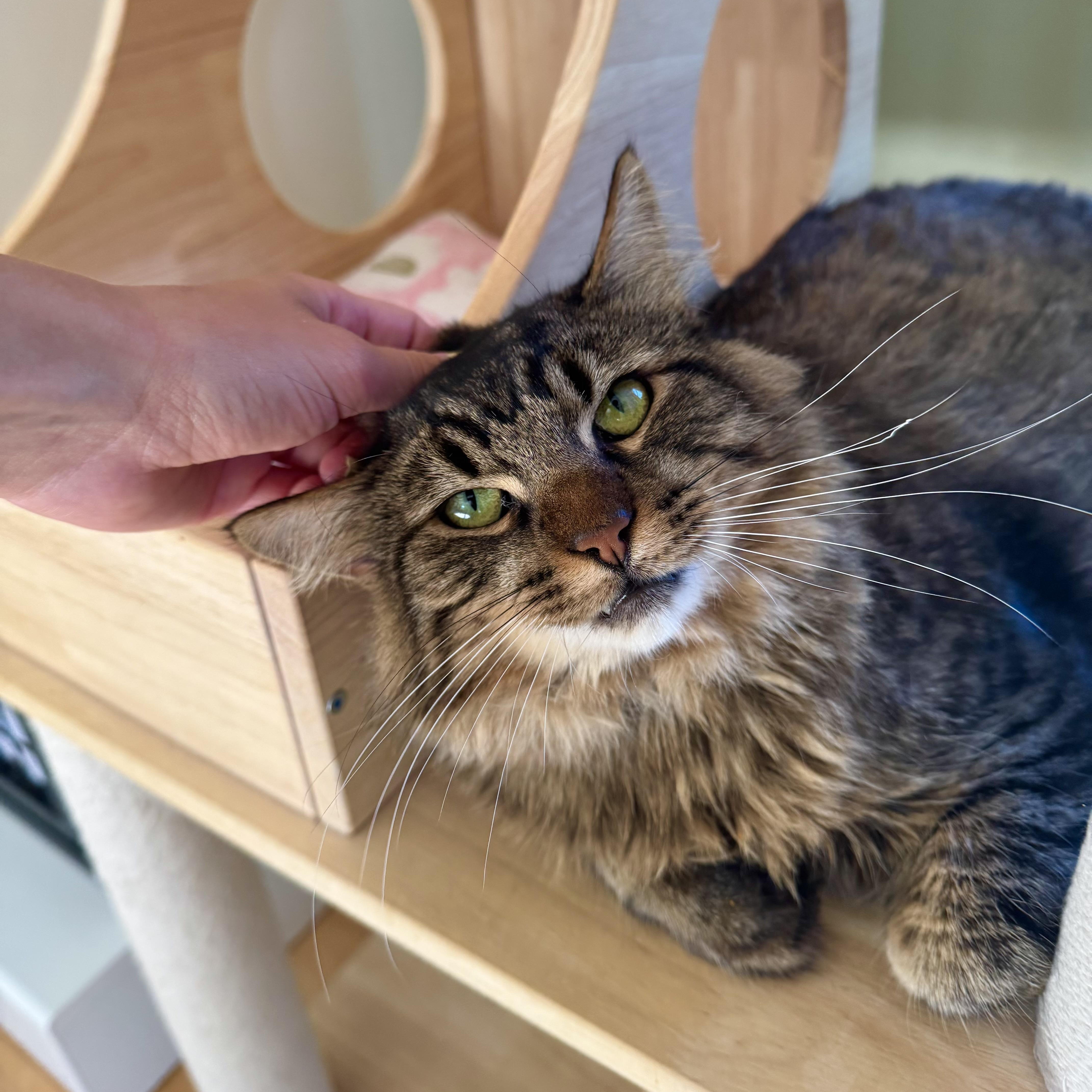 Enlarge Mocha, a Adoptable Domestic Long Hair in Ramsey, NJ image 5/6