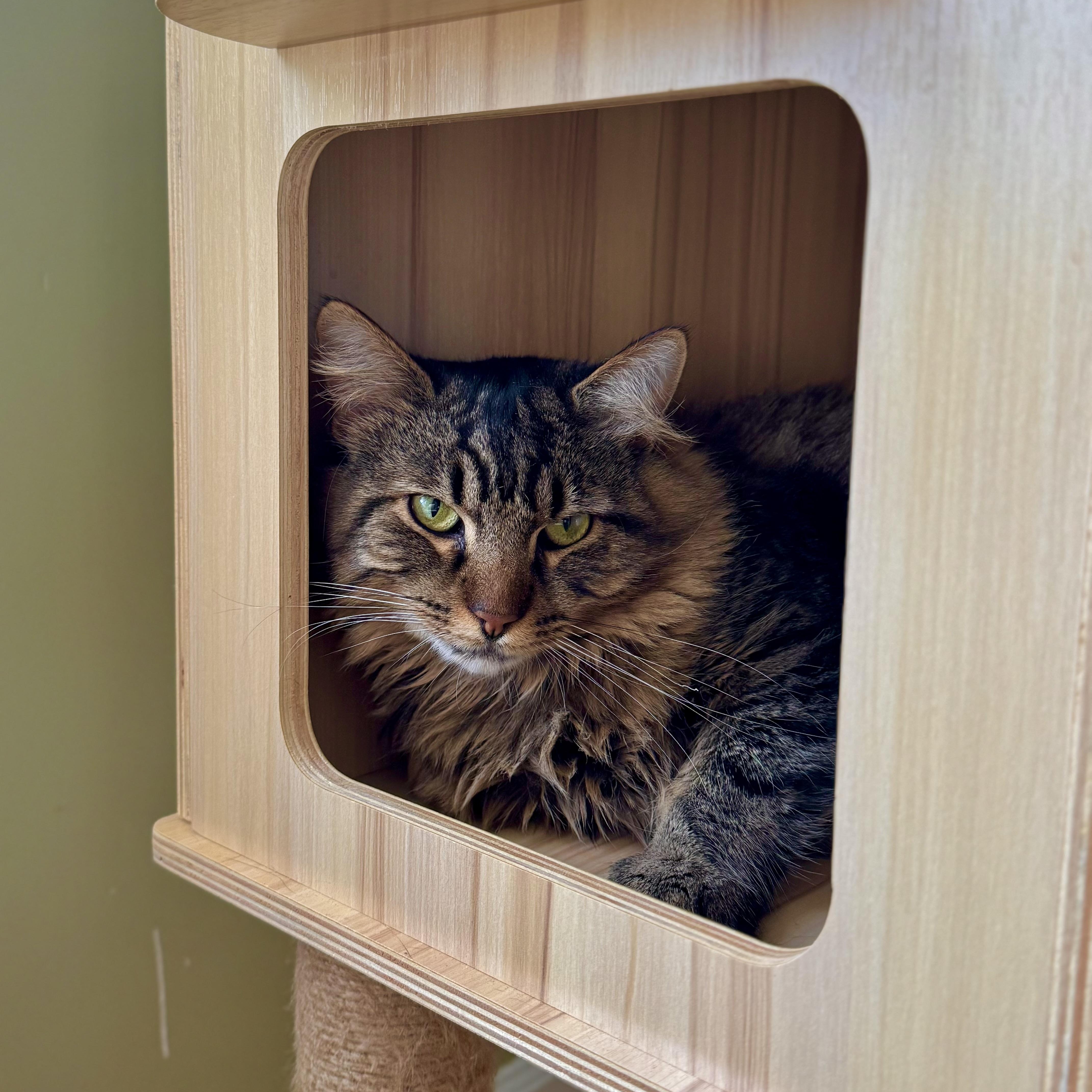 Enlarge Mocha, a Adoptable Domestic Long Hair in Ramsey, NJ image 3/6
