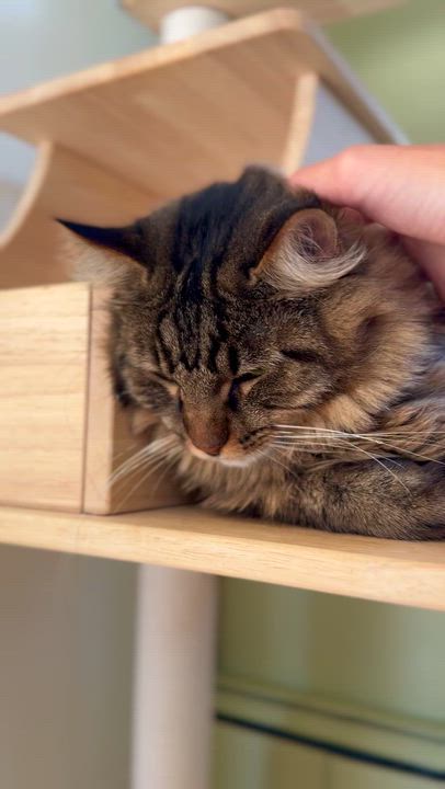 Enlarge Mocha, a Adoptable Domestic Long Hair in Ramsey, NJ video 4/6