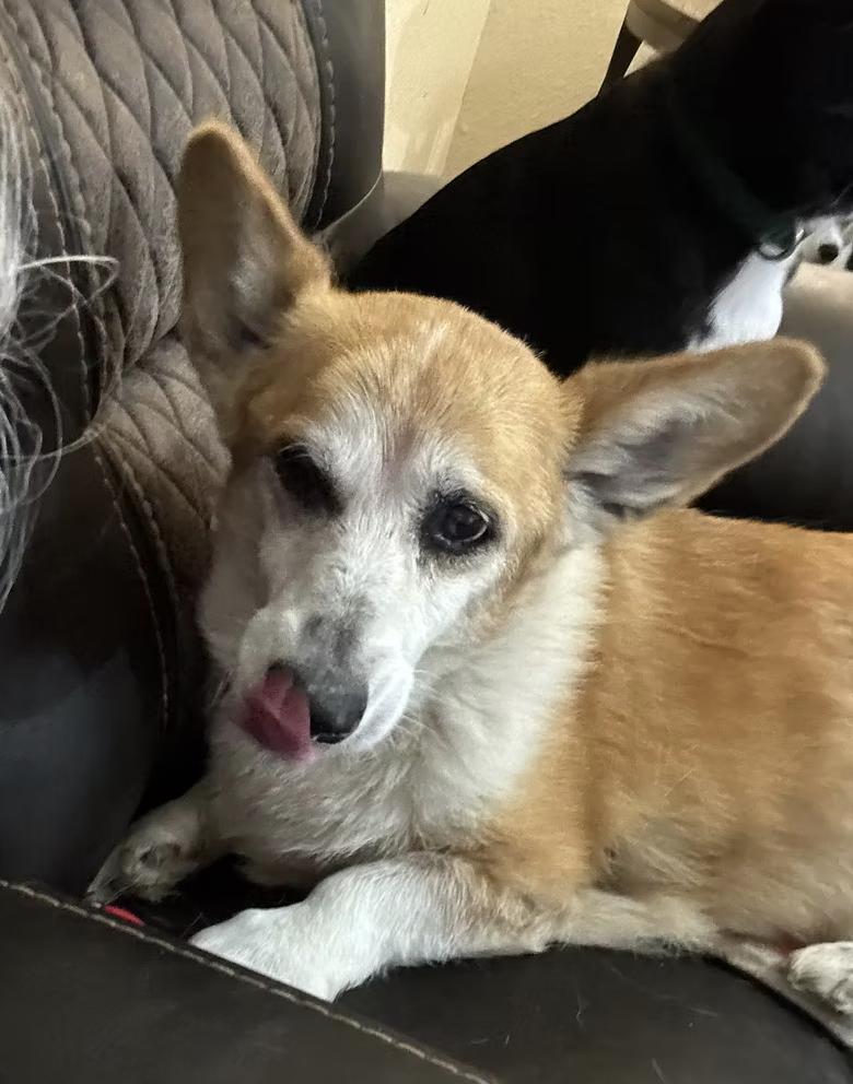 Edgar Allen, Adoptable, Adult Male Pembroke Welsh Corgi.