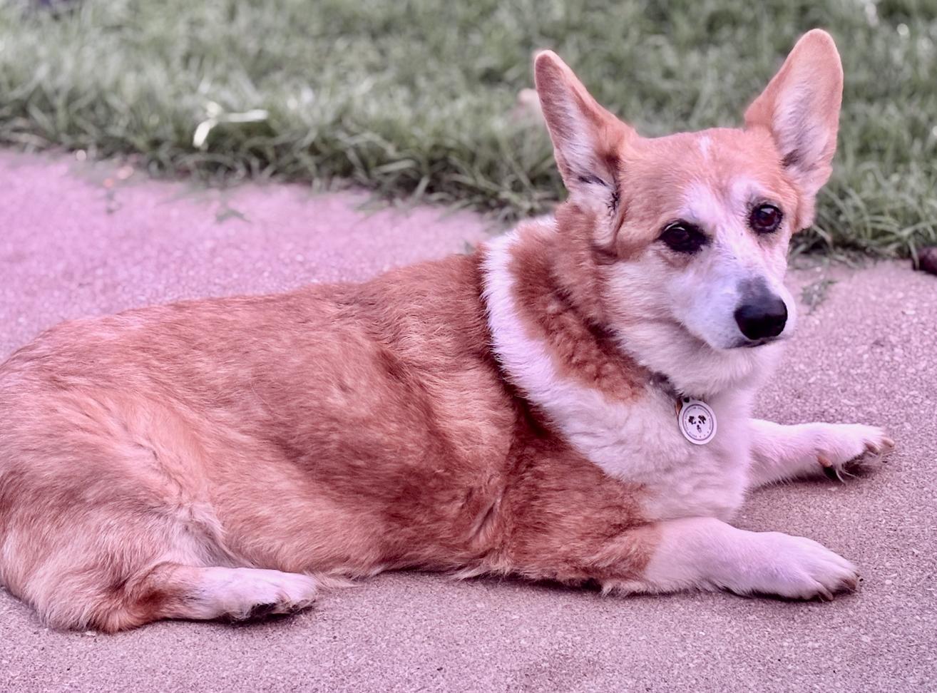 Edgar Allen, a Adoptable Pembroke Welsh Corgi in Arlington, TX image 2/6