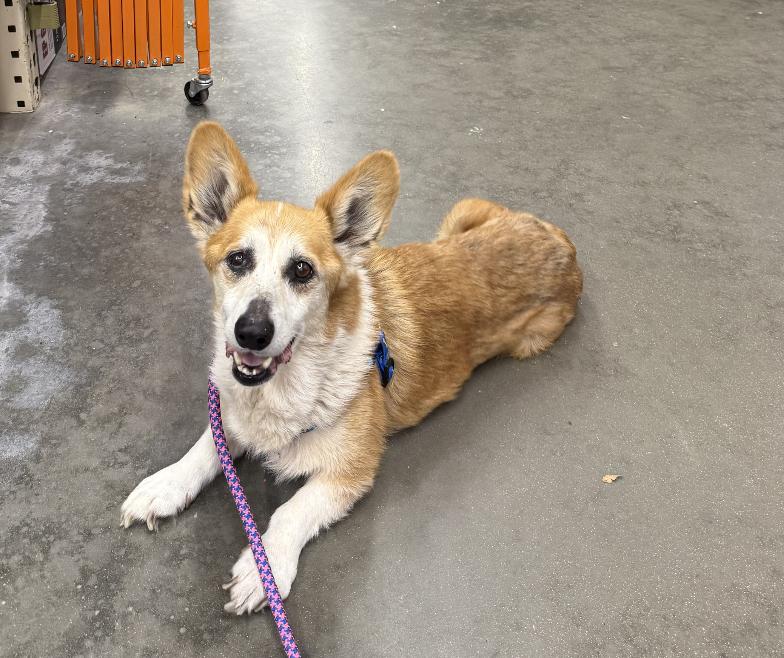 Edgar Allen, a Adoptable Pembroke Welsh Corgi in Arlington, TX image 3/6