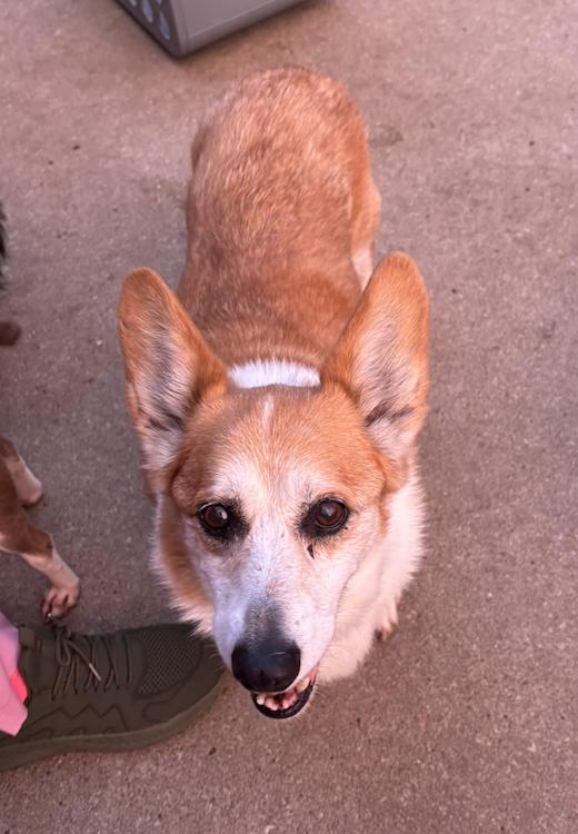 Edgar Allen, a Adoptable Pembroke Welsh Corgi in Arlington, TX image 4/6
