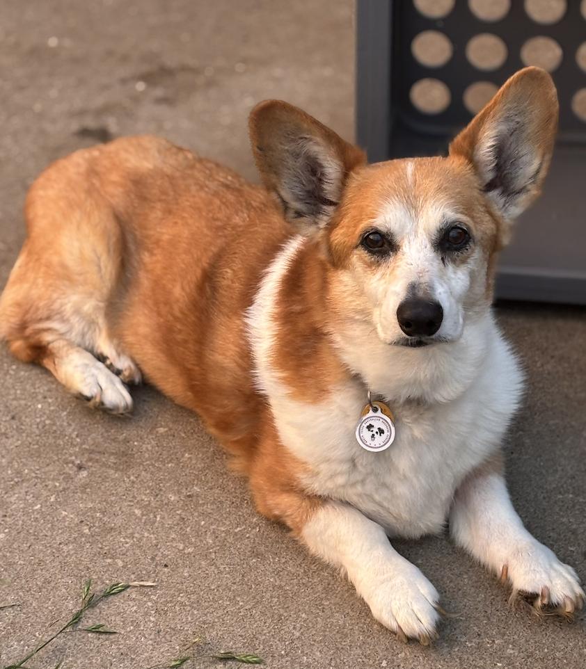 Edgar Allen, a Adoptable Pembroke Welsh Corgi in Arlington, TX image 5/6