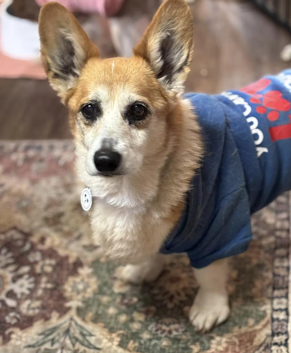 Edgar Allen, a Adoptable Pembroke Welsh Corgi in Arlington, TX image 6/6