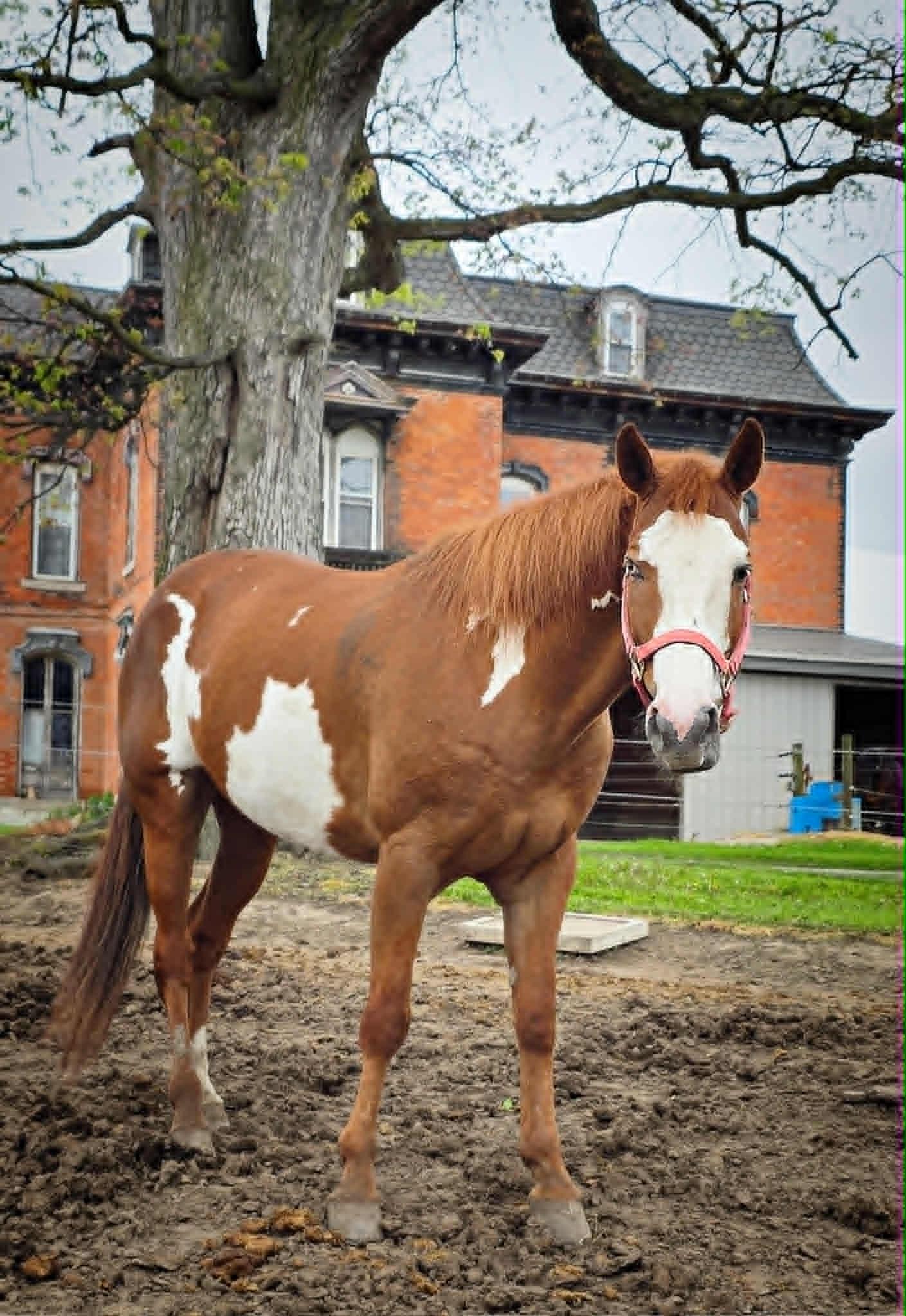 Gypsy, ADOPTABLE, Adult Female Paint / Pinto.