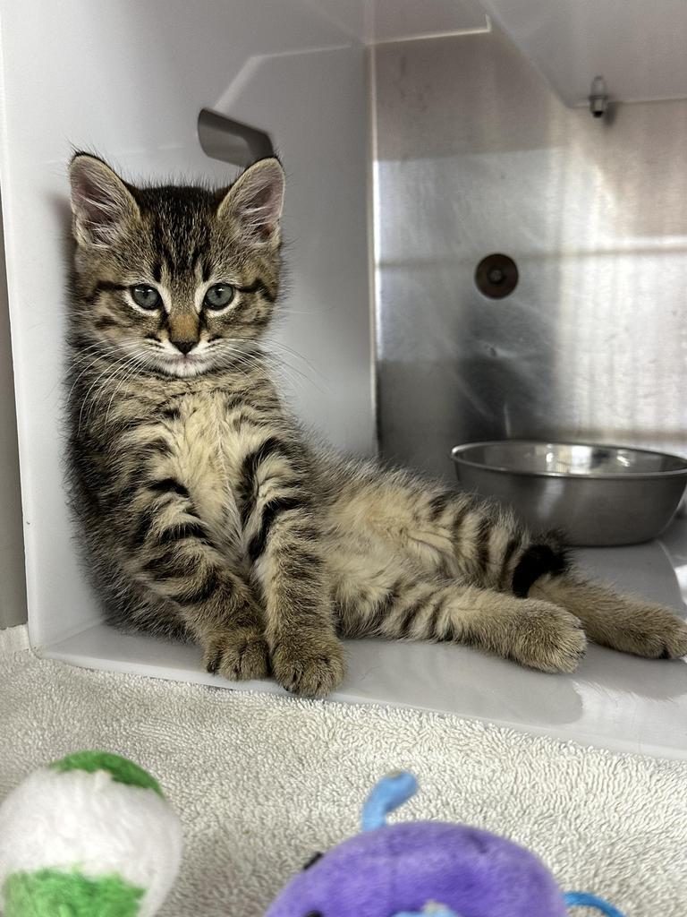 Marble, Adopted, Adult Male Domestic Short Hair.