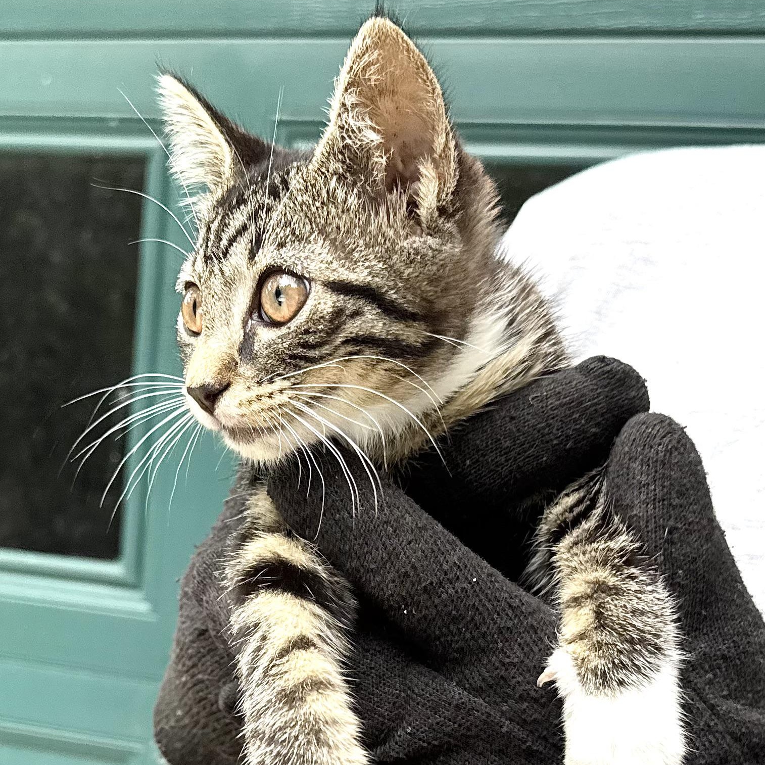 Mittens-girl