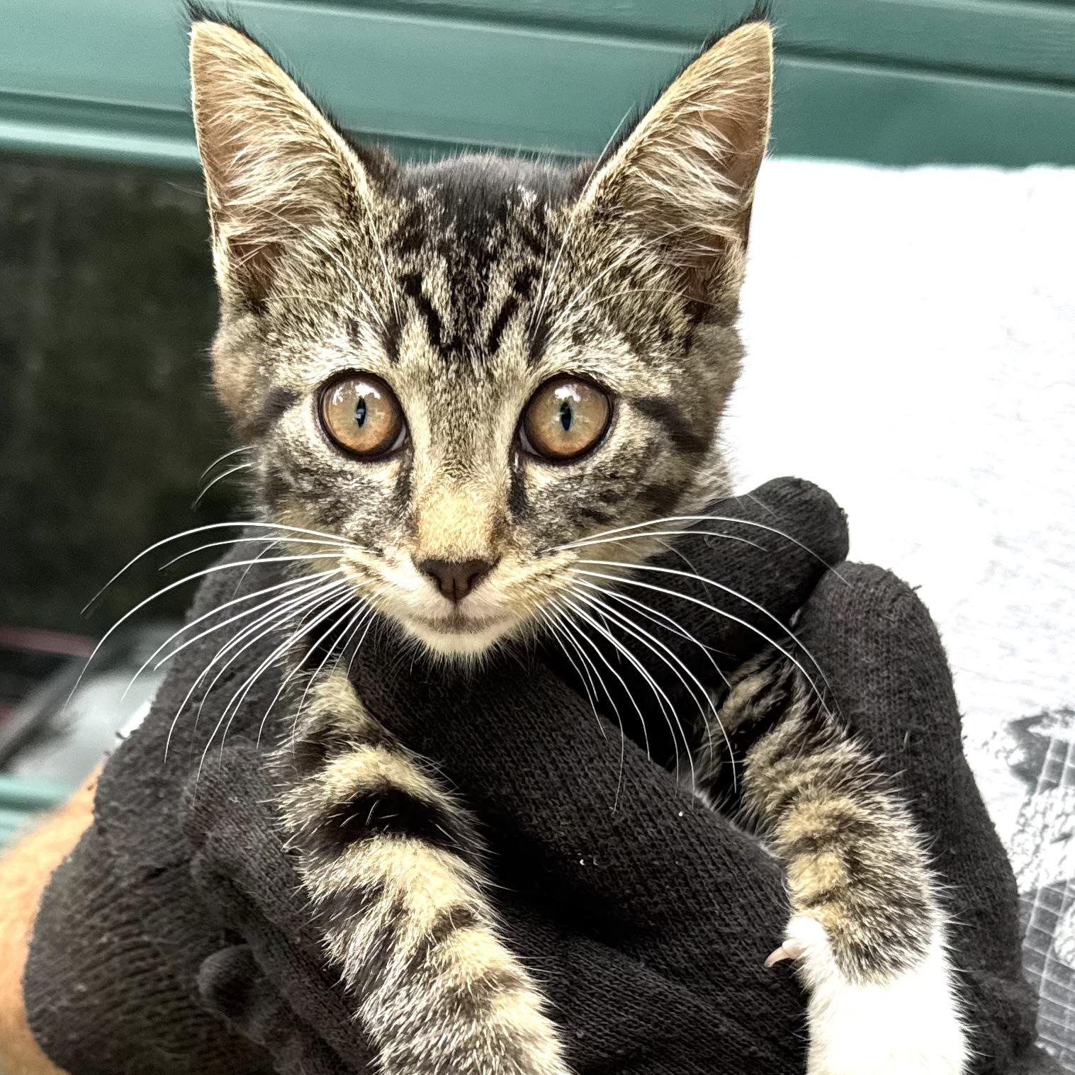 Mittens-girl-s, a Adoptable mixed breed in Sequatchie, TN image 3/6