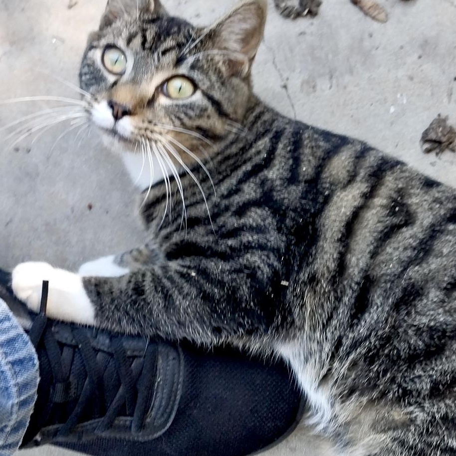 Mittens-girl-s, Adoptable, Young Female Tabby & Domestic Short Hair.