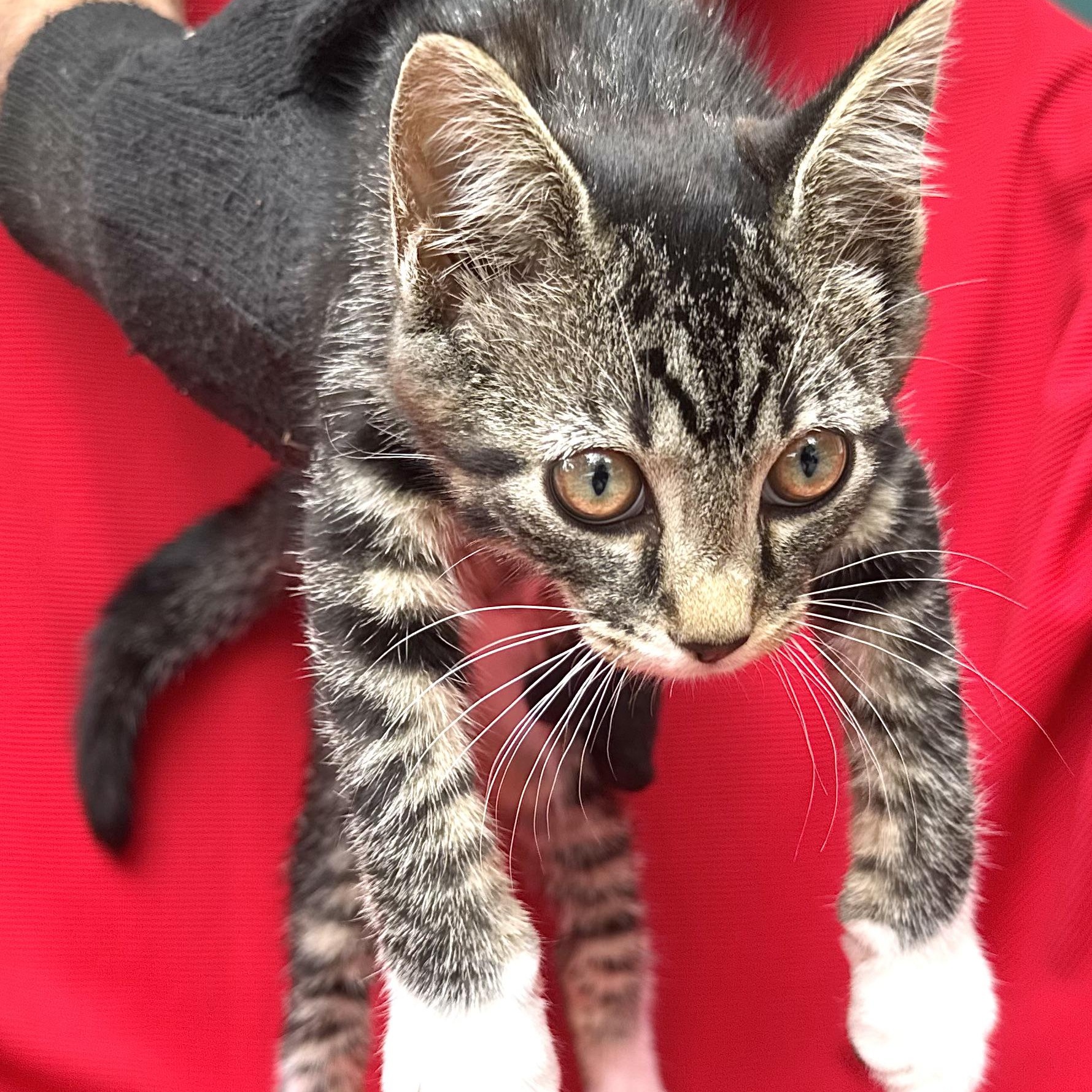 Mittens-girl