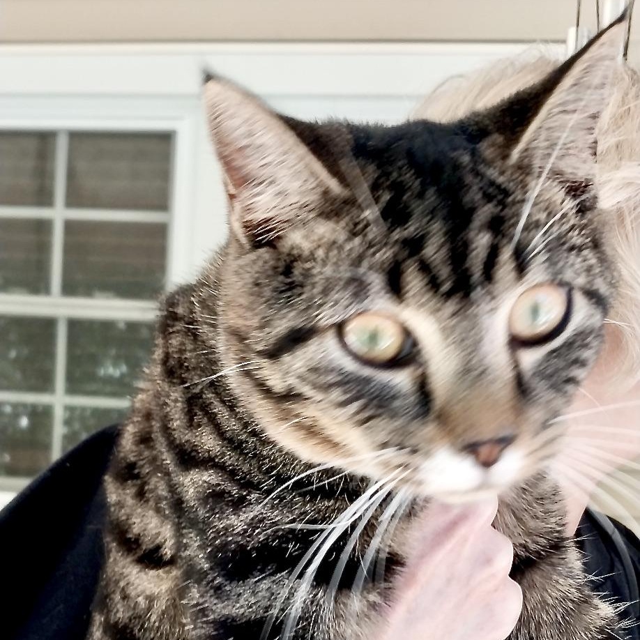 Mittens-girl-s, a Adoptable mixed breed in Sequatchie, TN image 5/6