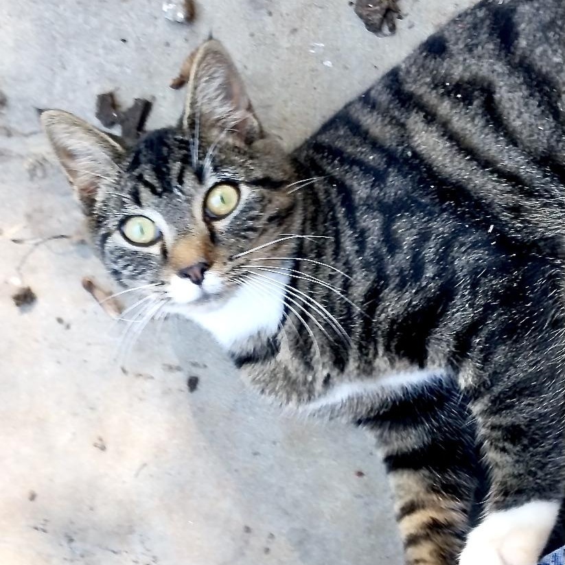 Mittens-girl-s, Adoptable, Young Female Tabby & Domestic Short Hair.