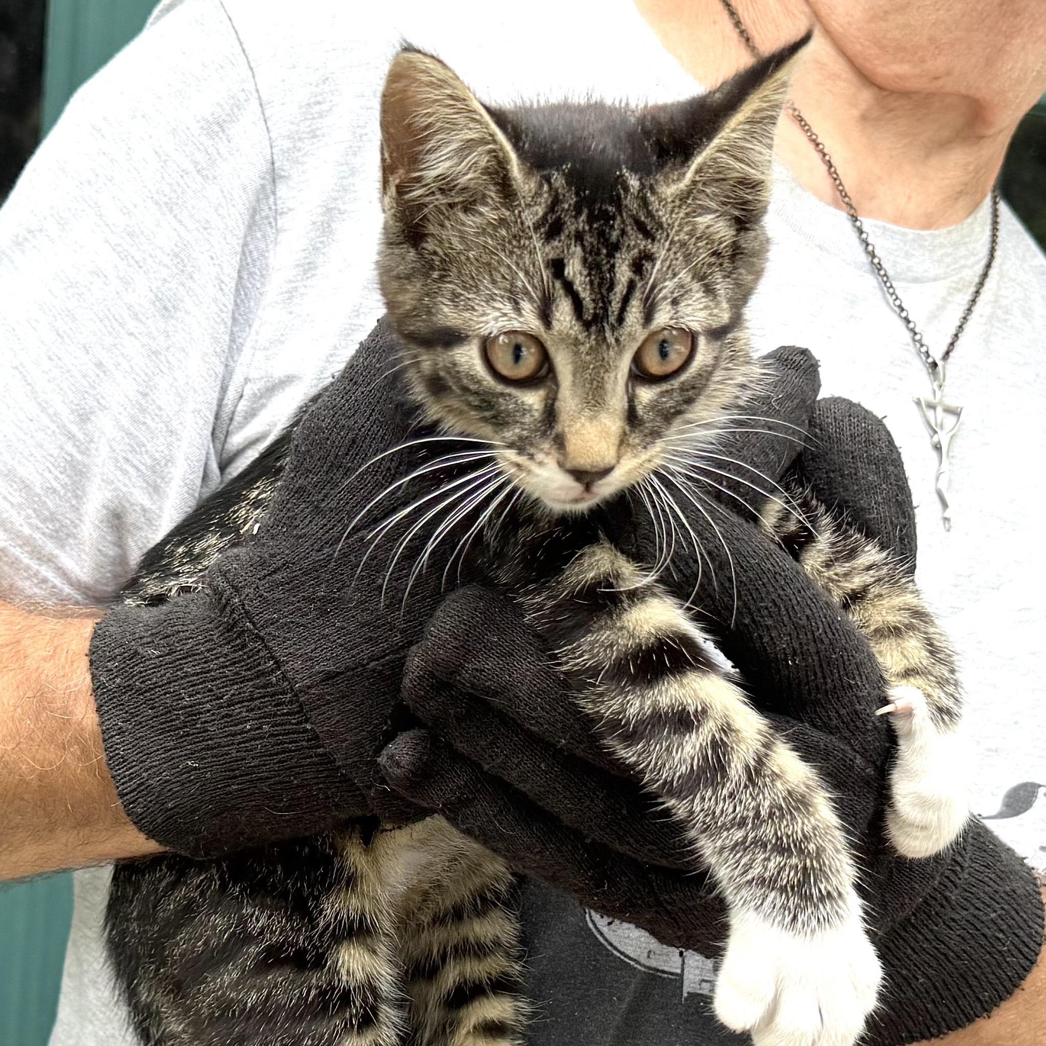 Mittens-girl