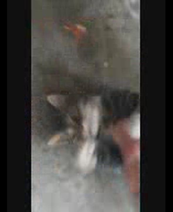 Enlarge Mittens-girl-s, a Adoptable mixed breed in Sequatchie, TN video 2/6