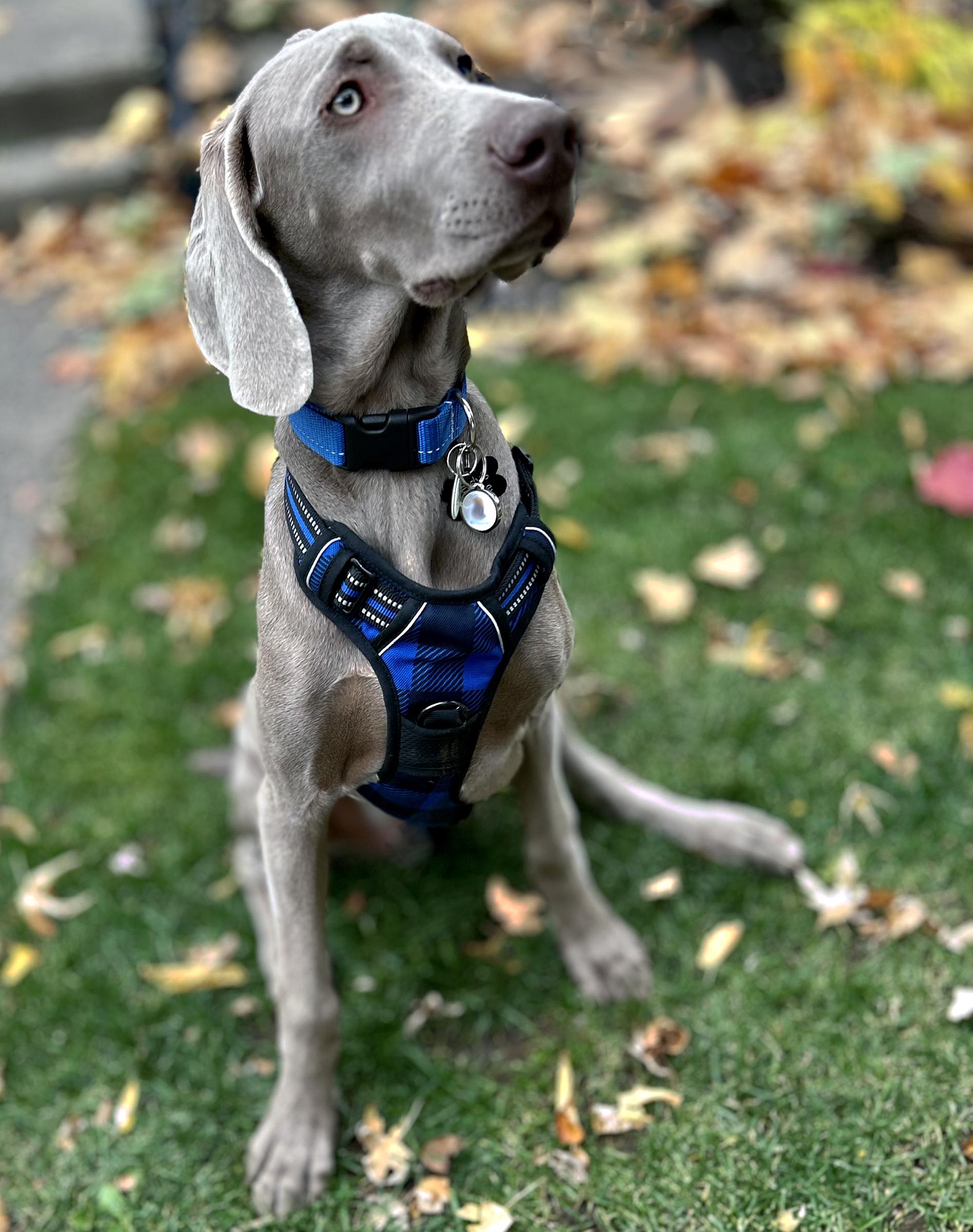 FREDERIC, an adopted Weimaraner in Montreal, QC image 3/5