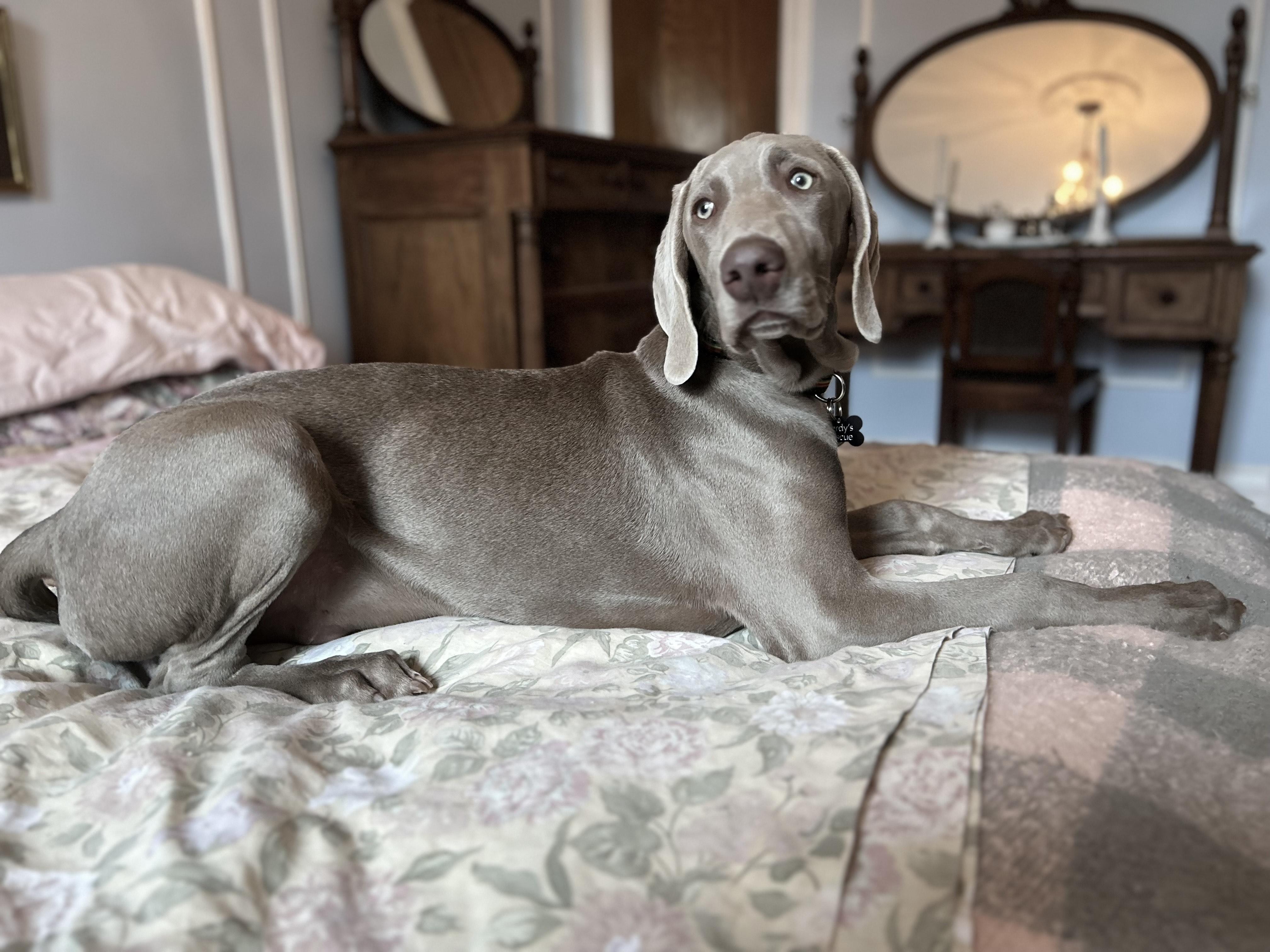 FREDERIC, an adopted Weimaraner in Montreal, QC image 1/5