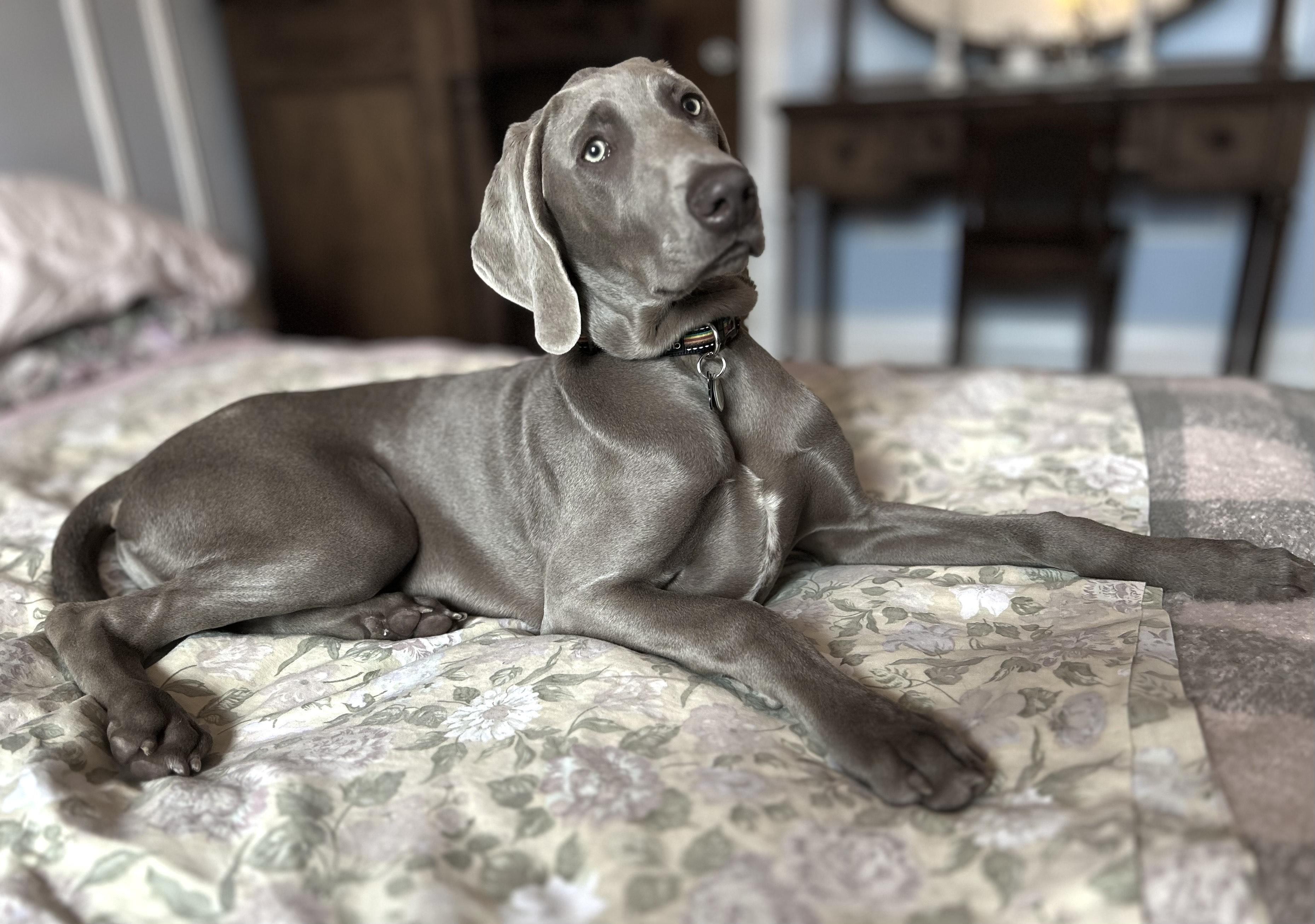 FREDERIC, an adopted Weimaraner in Montreal, QC image 5/5