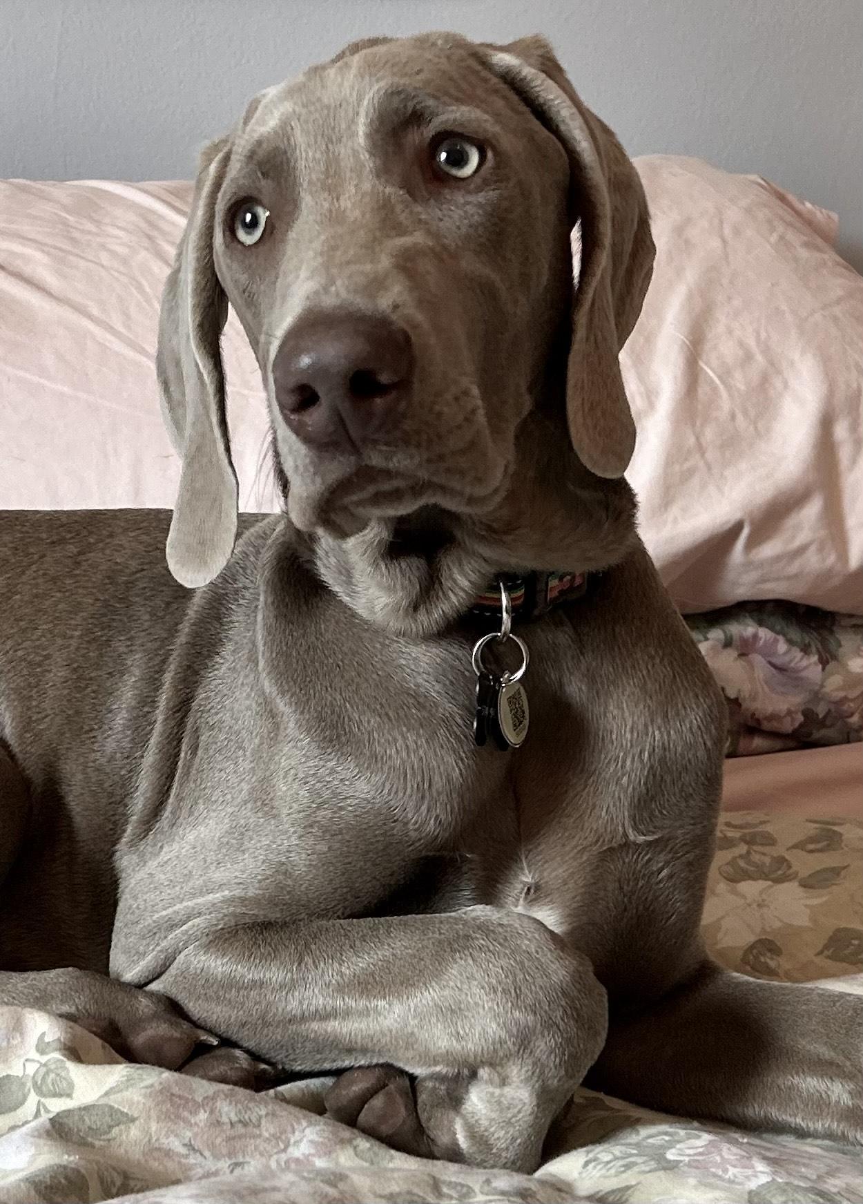 FREDERIC, an adopted Weimaraner in Montreal, QC image 2/5