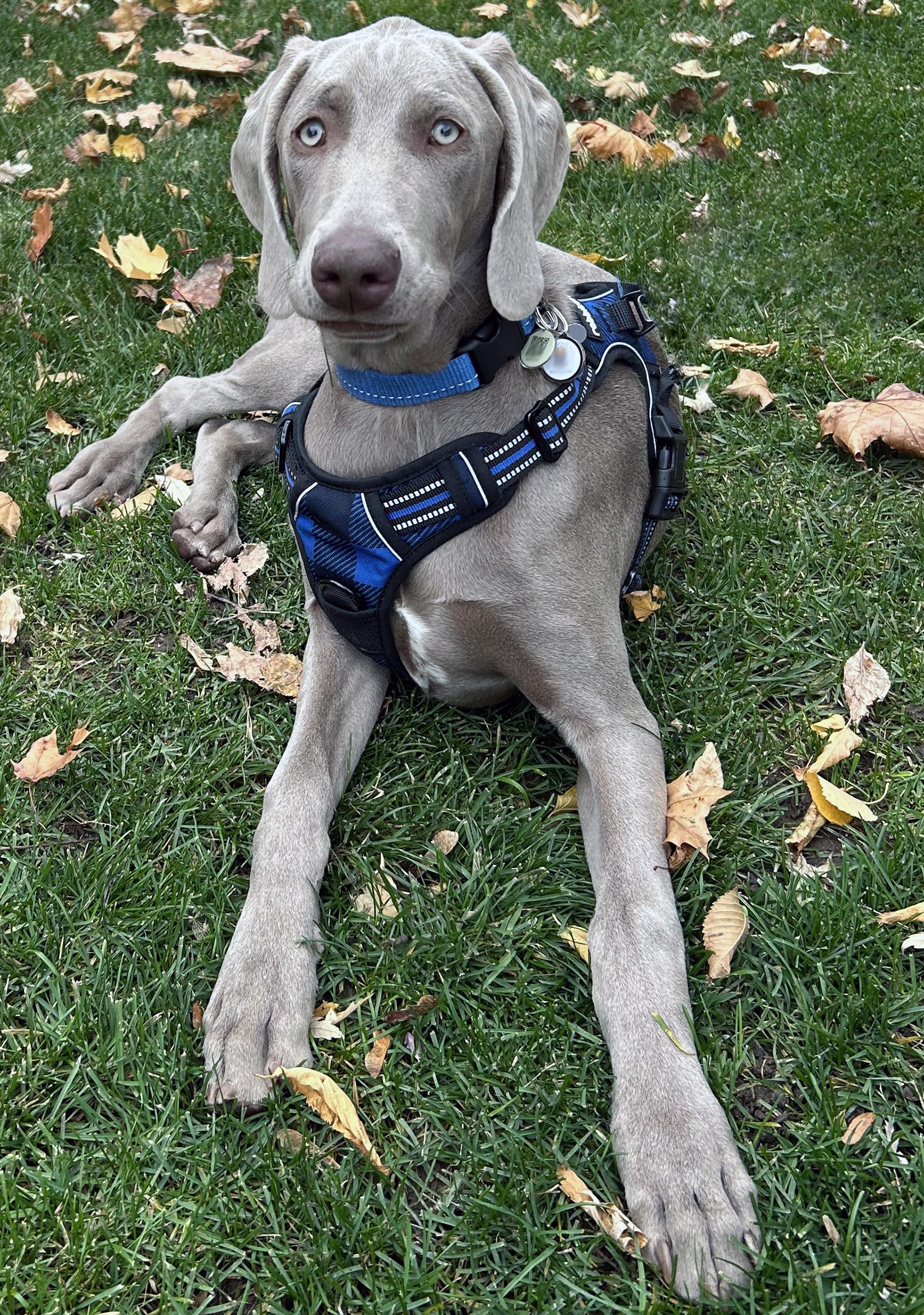 FREDERIC, an adopted Weimaraner in Montreal, QC image 4/5