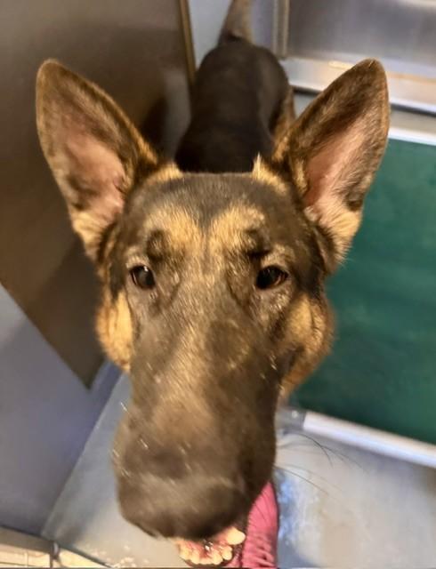 Enlarge GIZMO, a Adoptable German Shepherd Dog in South Lake Tahoe, CA image 1/1