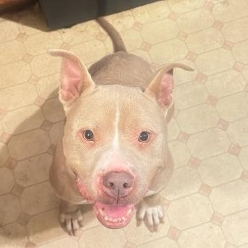 Enlarge Denari, a Adoptable mixed breed in East Saint Louis, IL image 5/6