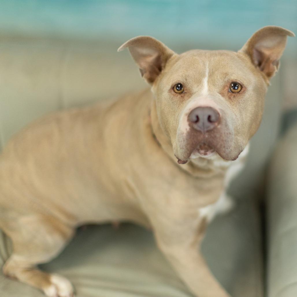 Enlarge Denari, a Adoptable mixed breed in East Saint Louis, IL image 4/6
