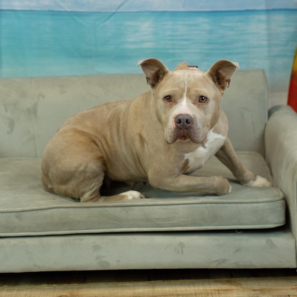 Enlarge Denari, a Adoptable mixed breed in East Saint Louis, IL image 6/6