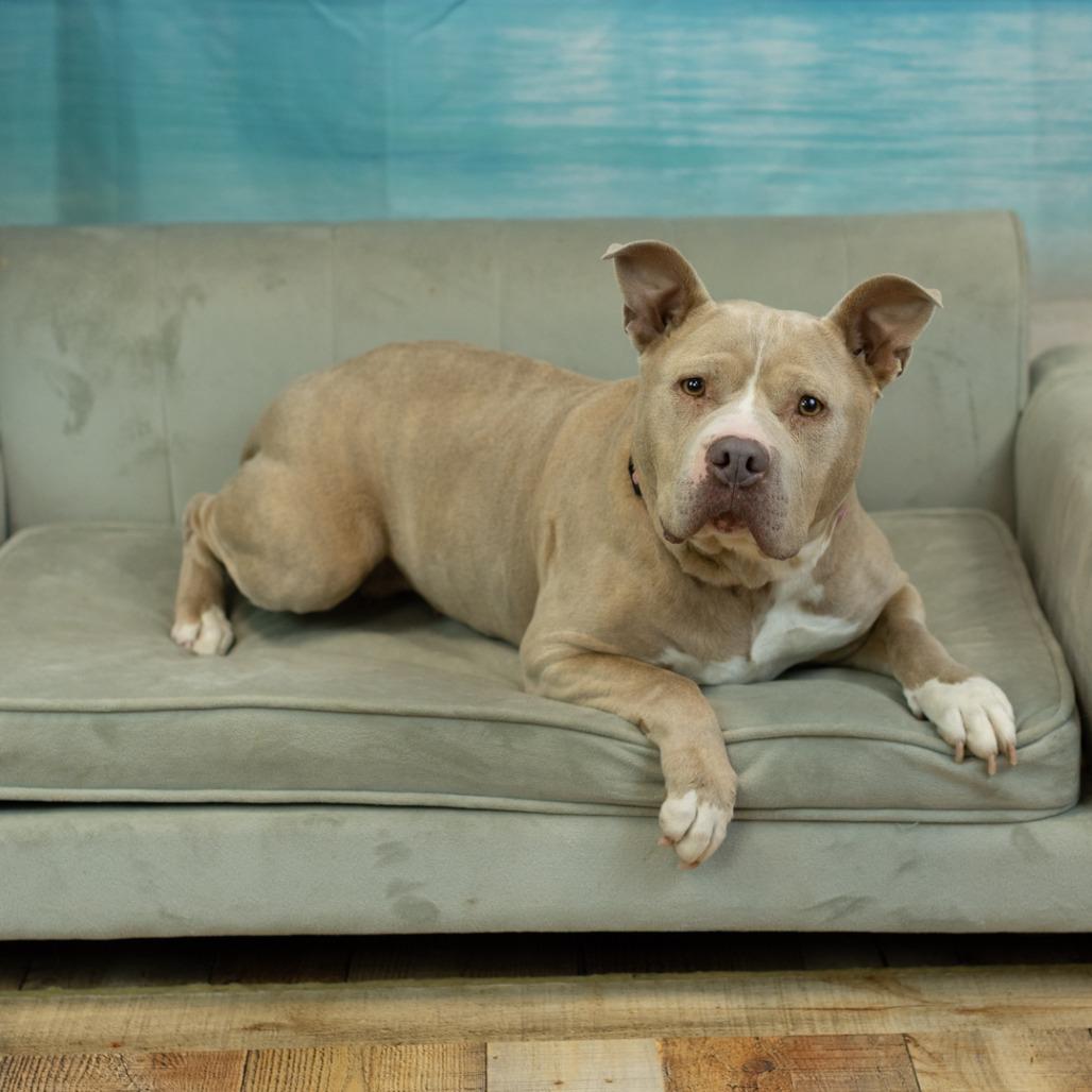 Denari, Adoptable, Senior Female Pit Bull Terrier & Pit Bull Terrier.