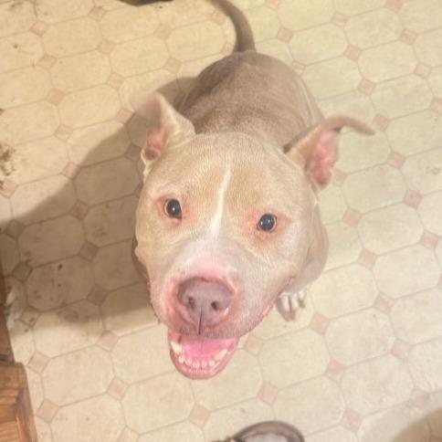 Enlarge Denari, a Adoptable mixed breed in East Saint Louis, IL image 2/6