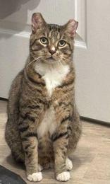 Enlarge Catrick, a Adoptable mixed breed in Toronto, ON image 5/6