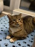 Enlarge Catrick, a Adoptable mixed breed in Toronto, ON image 1/6