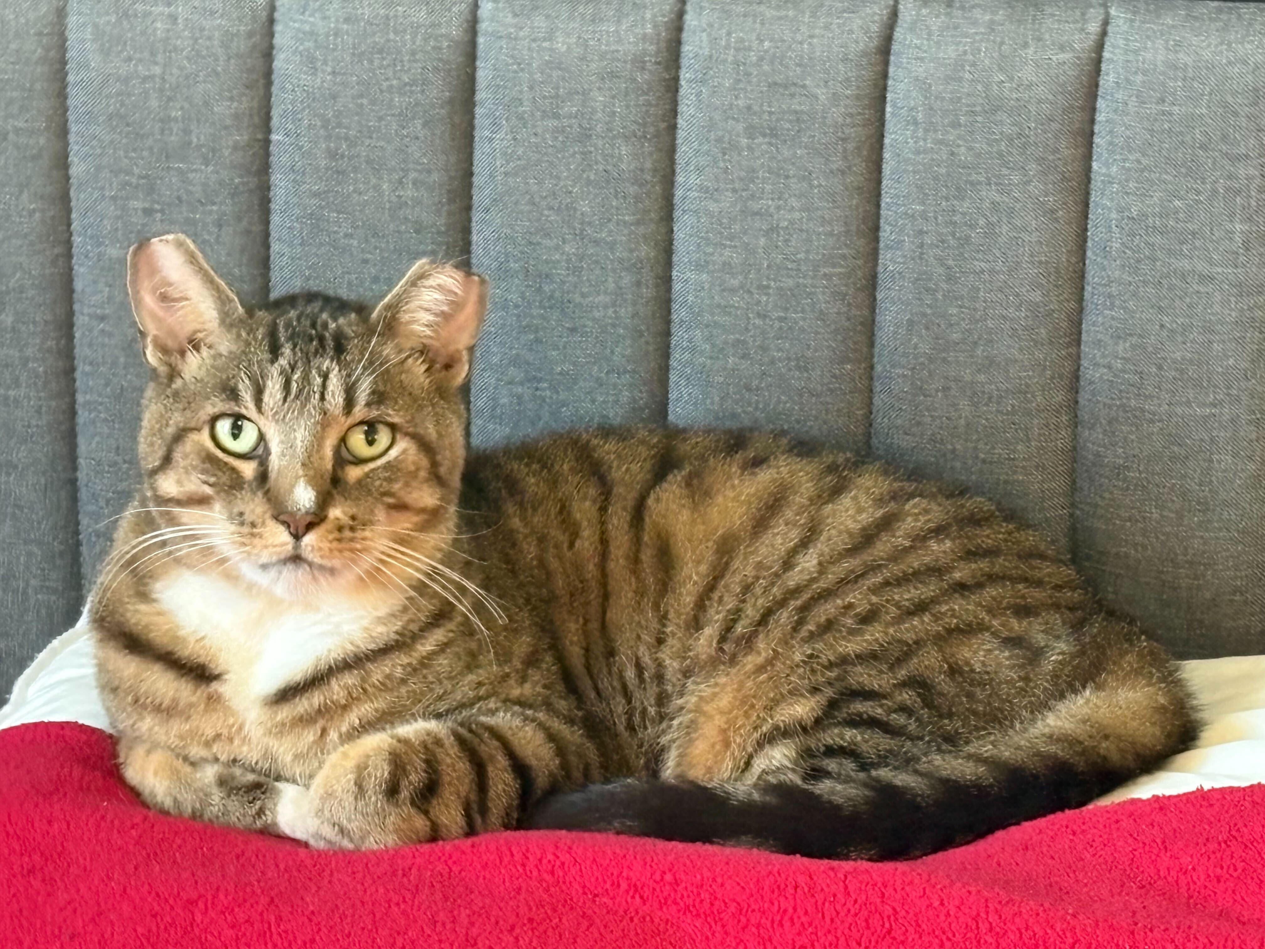 Enlarge Catrick, a Adoptable mixed breed in Toronto, ON image 2/6