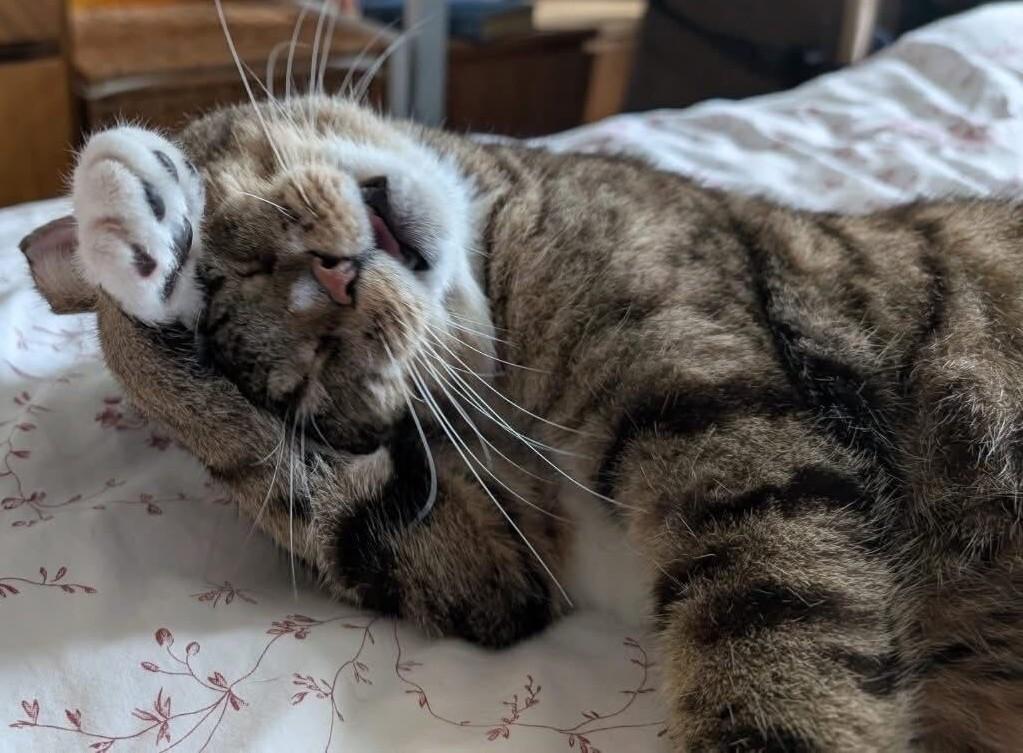 Enlarge Catrick, a Adoptable mixed breed in Toronto, ON image 2/6